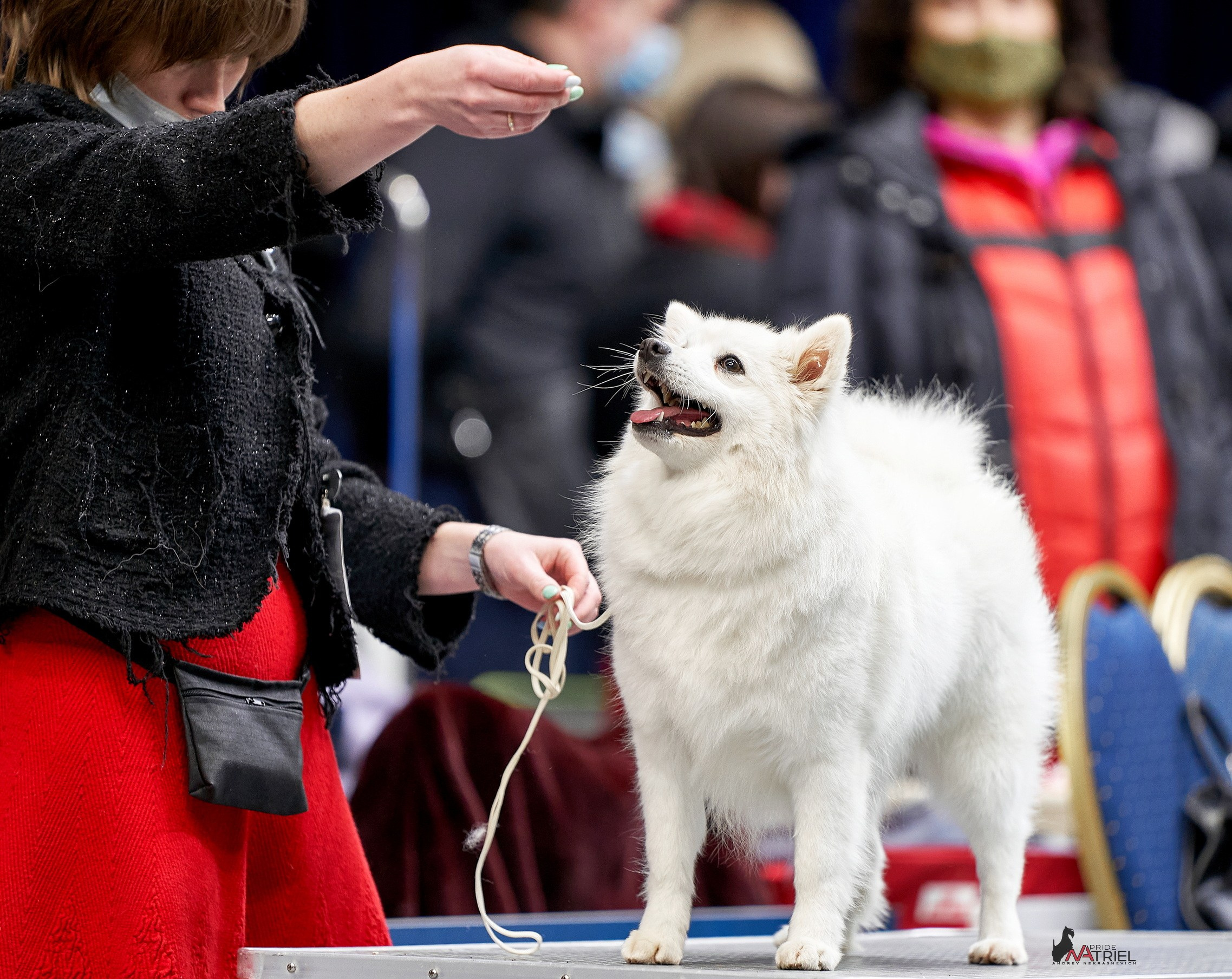 Работа в рингах — галерея NATRIEL