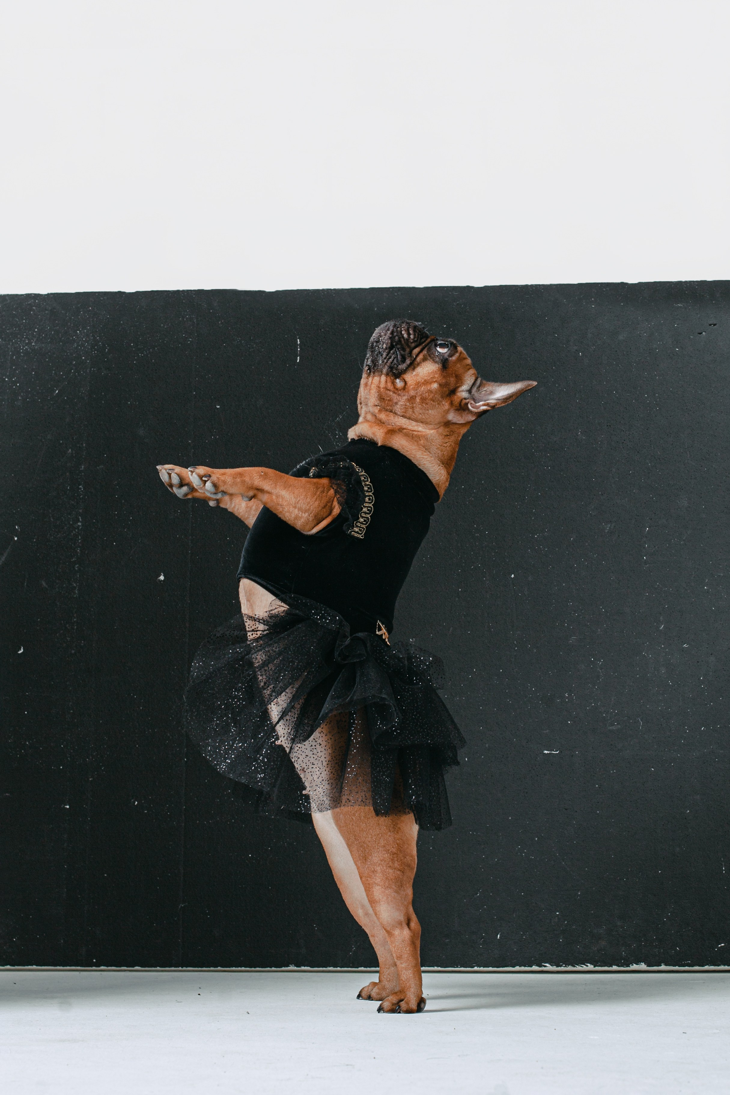 Пижамная вечеринка французских бульдогов и их хозяев. Фотограф-анималист Татьяна Степанова