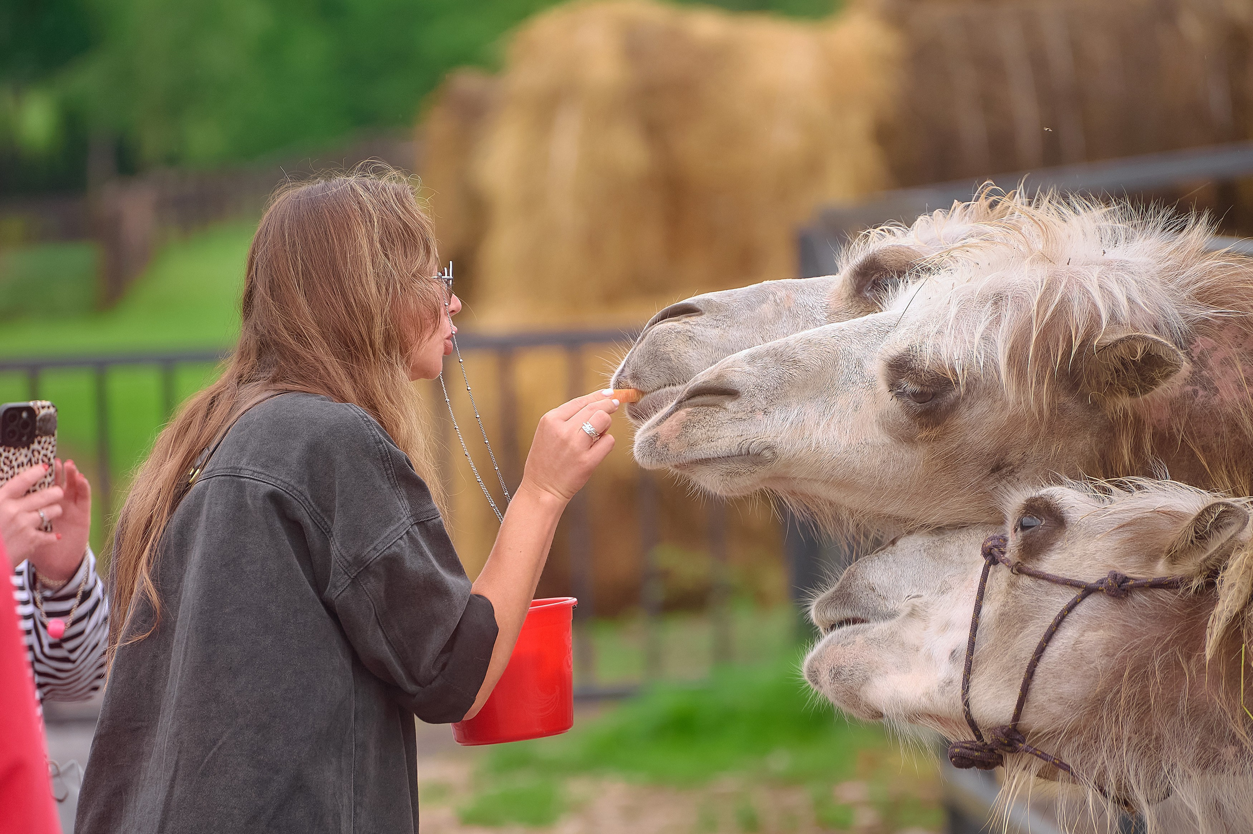 Ранчо «Шарье». Сеть магазинов «Калина-Малина». Фотограф Яковлев Роман — Красноярск