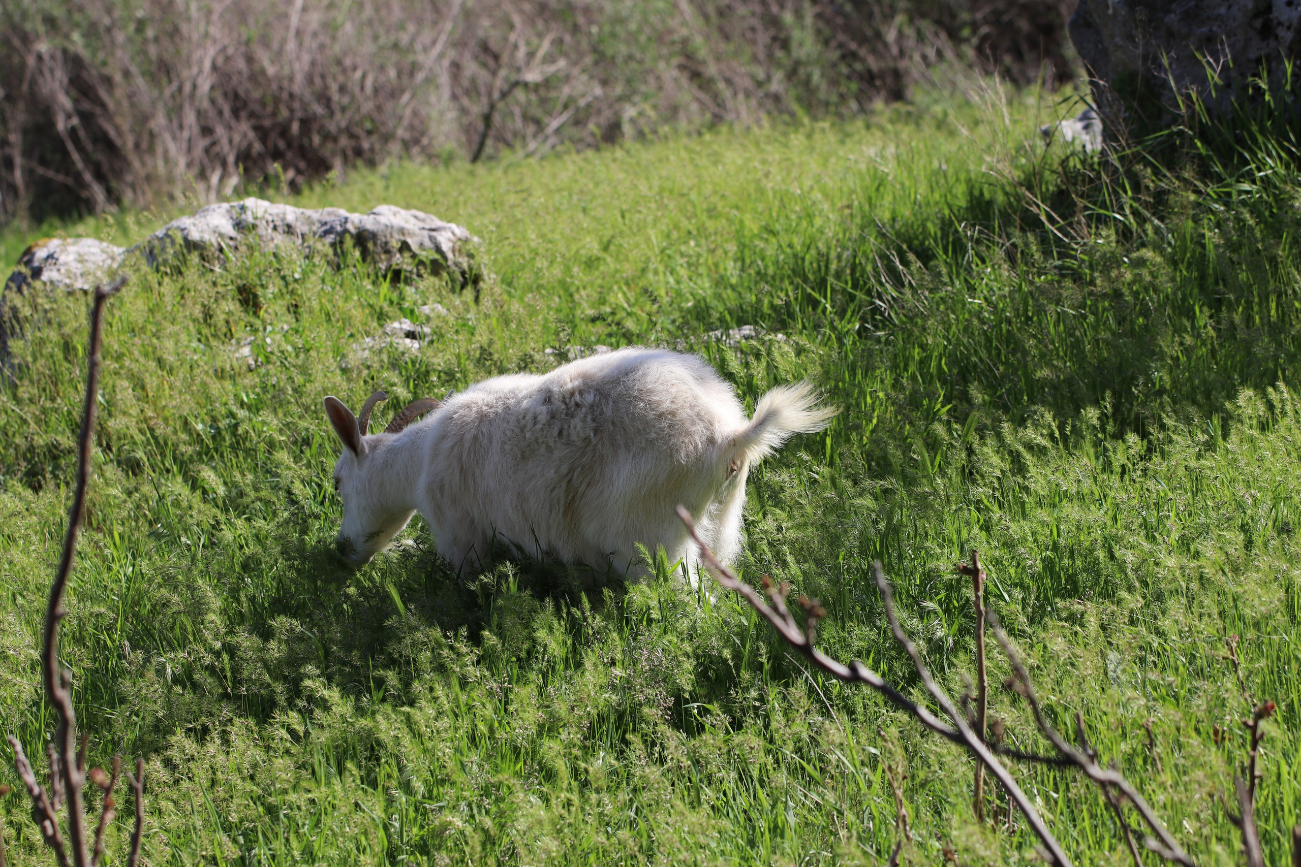 Крым. ЮБК (Бахчисарай, Кастрополь, Таракташская тропа). Май 2021. Путешественник-фотограф из Санкт-Петербурга Татьяна Свистулина