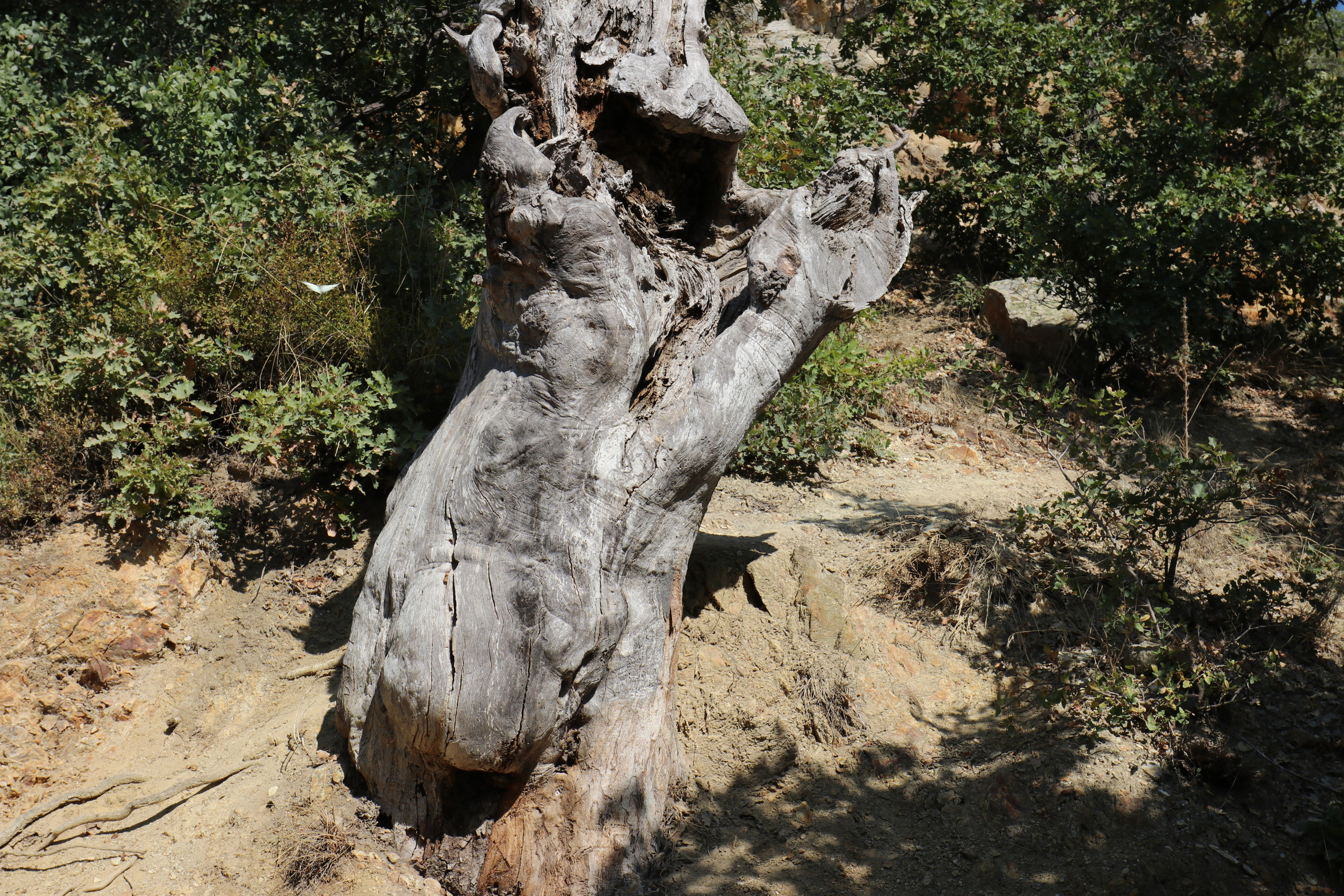 Крым. ЮБК (Фиолент, Ай-Петри, Роман-Кош). Знакомство. Октябрь 2017. Путешественник-фотограф из Санкт-Петербурга Татьяна Свистулина