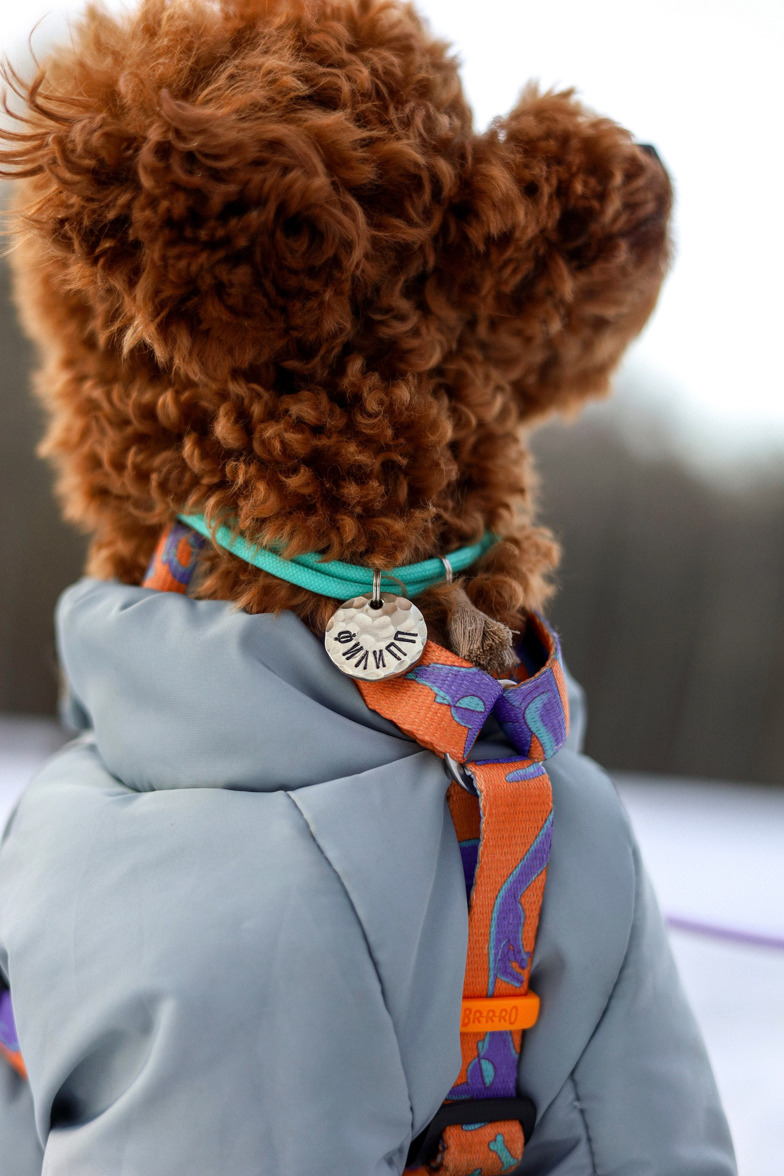 Филипп и Настя. Фотограф-анималист Ксения Шевцова|Москва