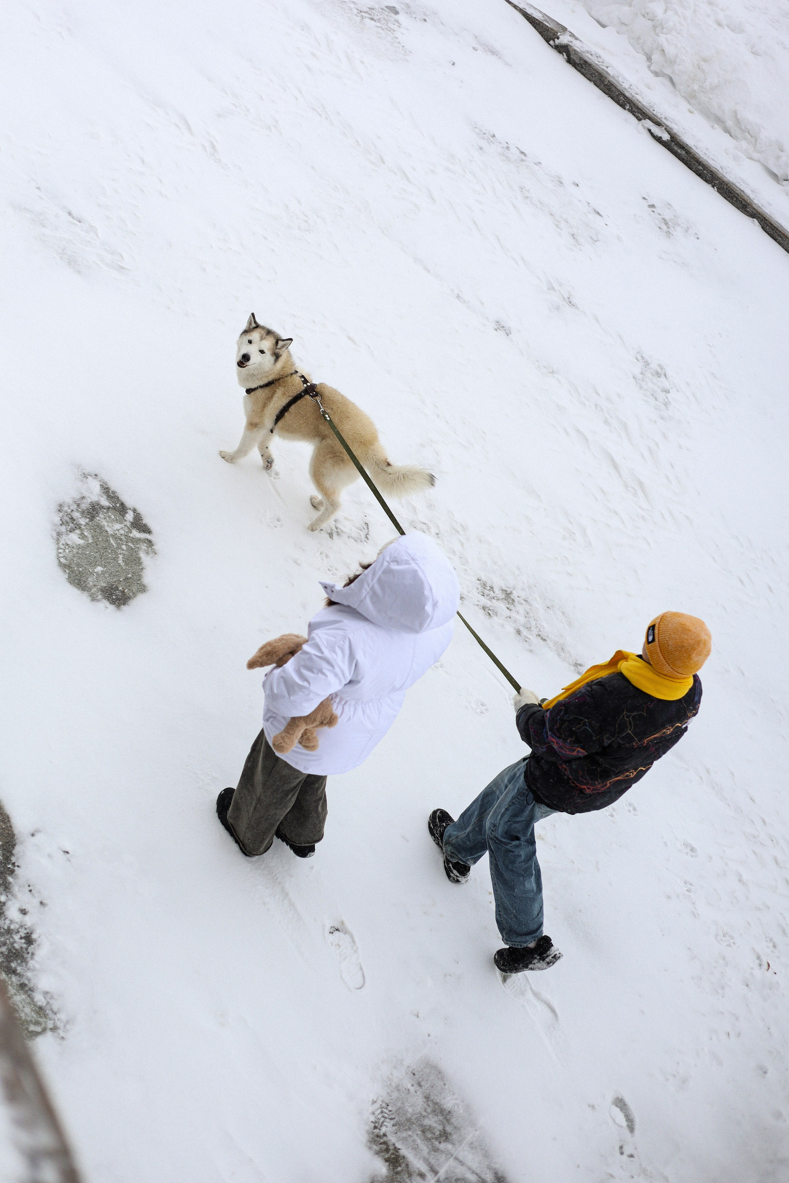 Мила, Лиза и Матвей. Фотограф-анималист Ксения Шевцова|Москва