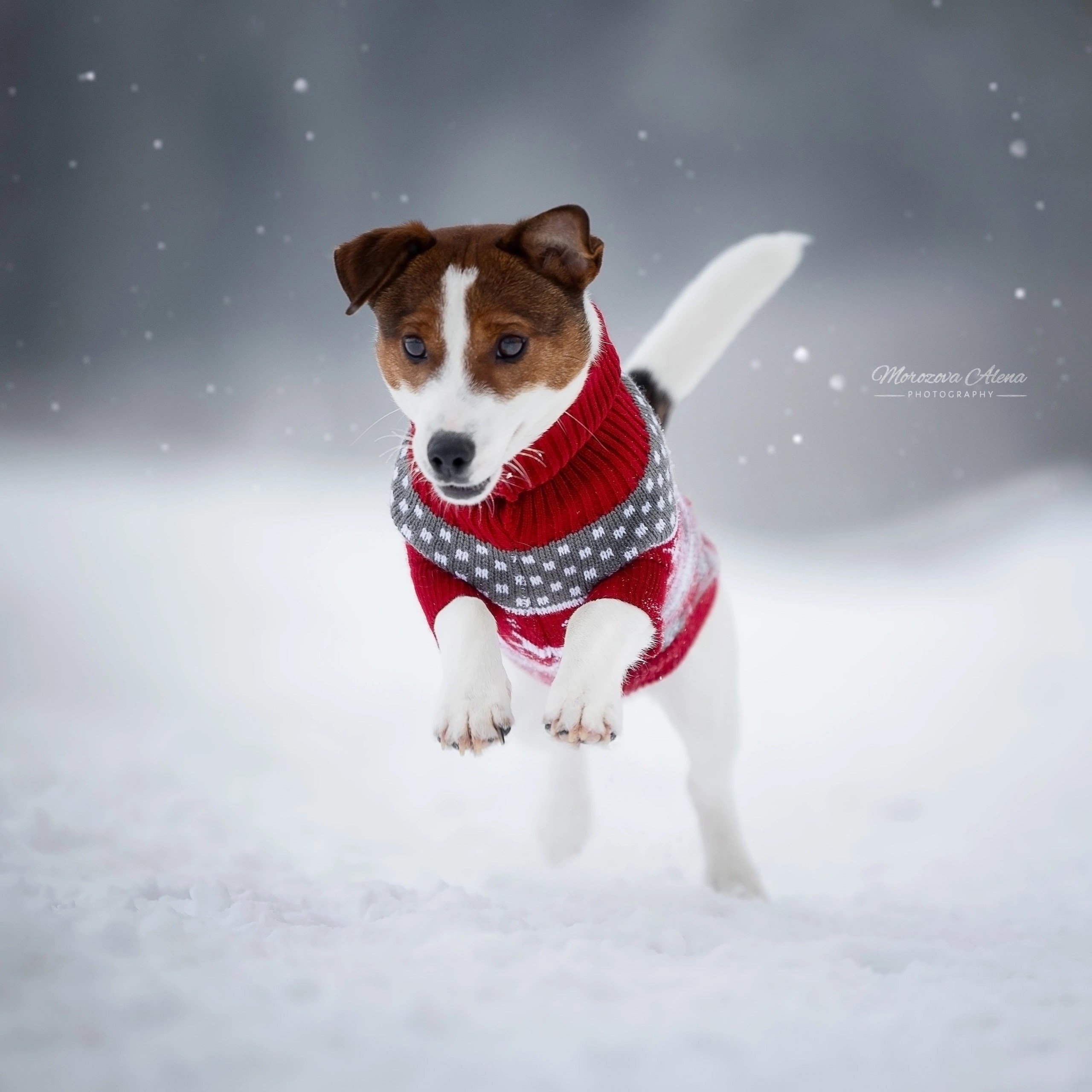 Adrenalin Flesh Royal. Джек Рассел терьер. Санкт-Петербург. Щенки Джек Рассел терьера