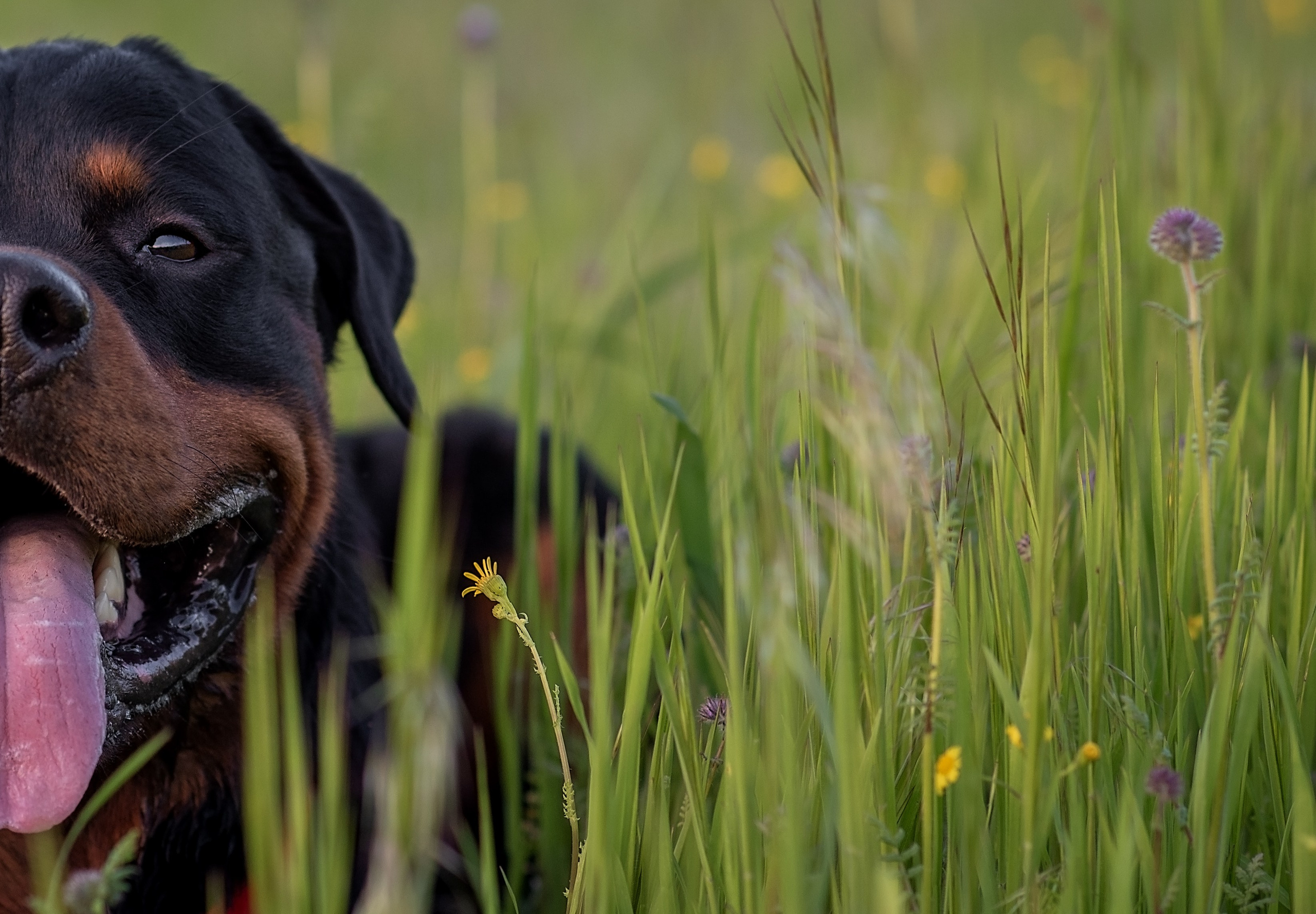 Кайрос. Фотограф анималист Ставрополь Яна Кудлай
