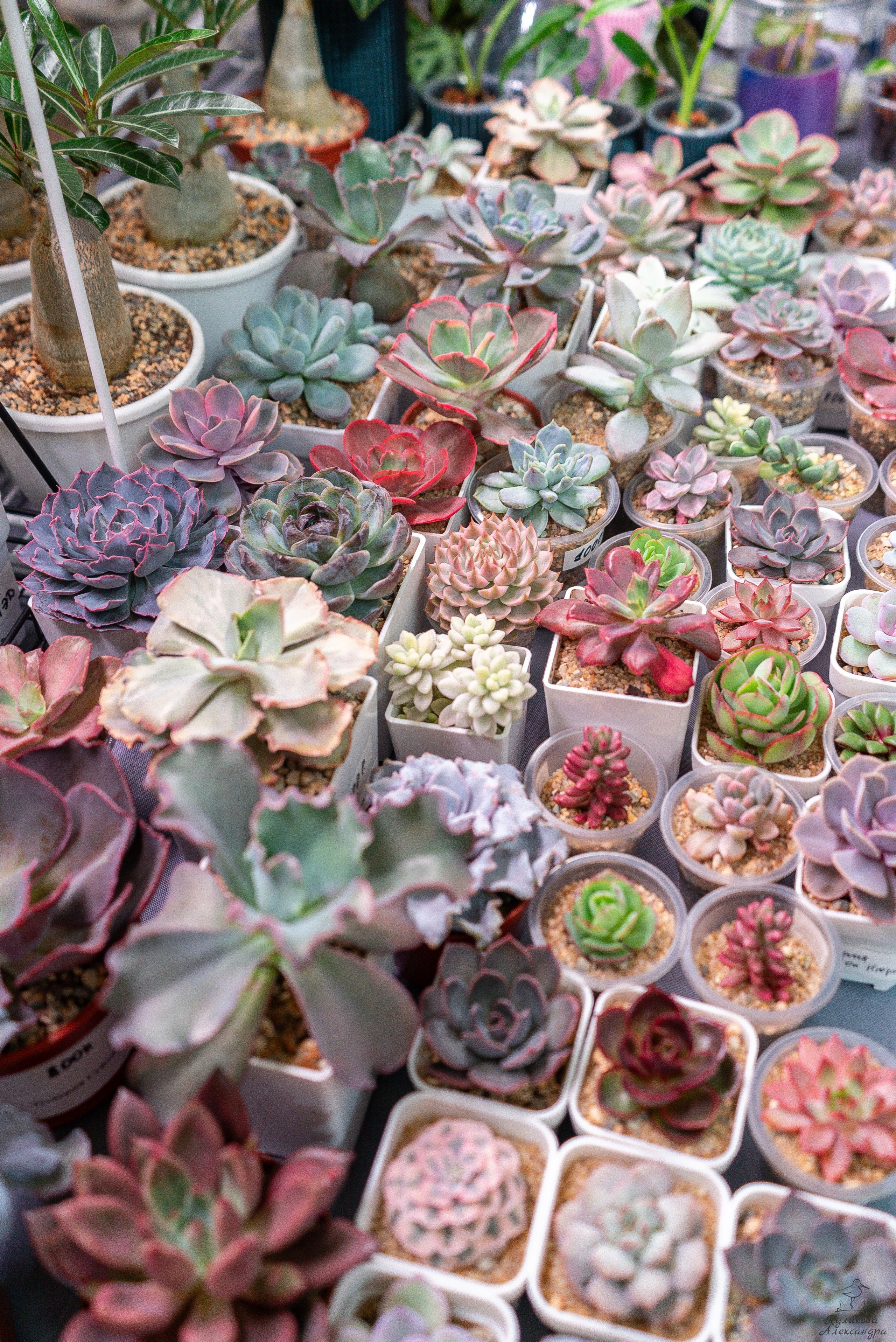 Гроубокс Артплей апрель. Александра Куликова фотограф, Москва