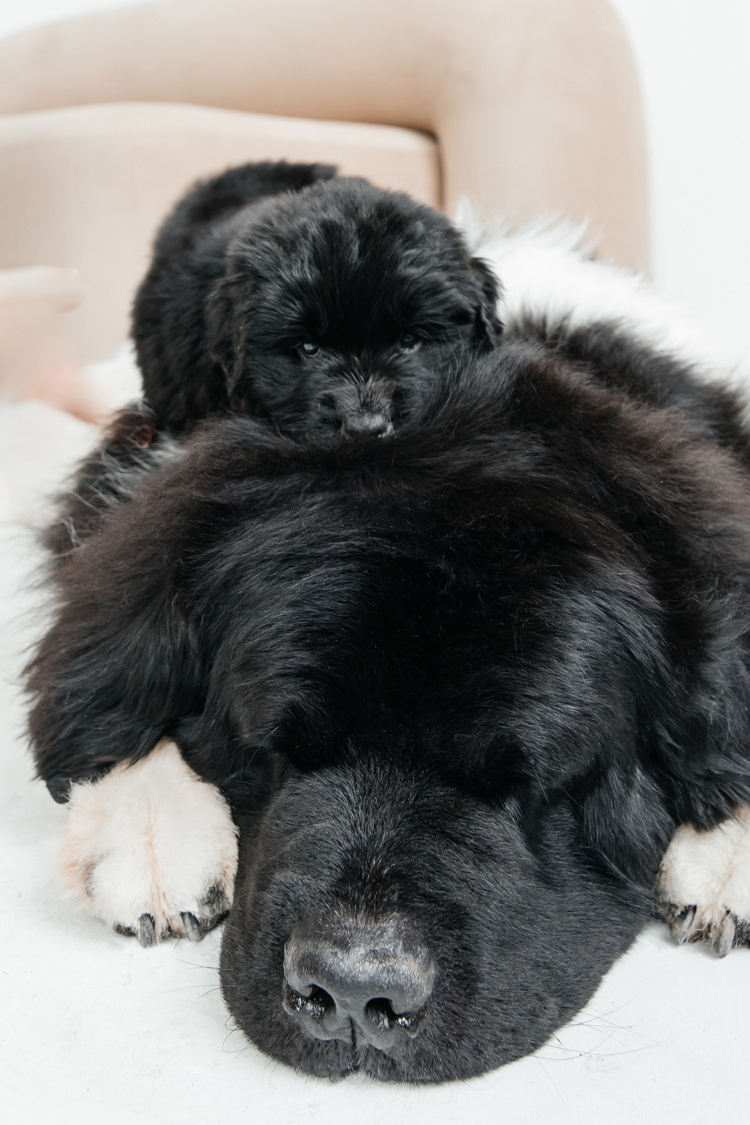 Эля. Свадебный и семейный фотограф Егорова Юлия