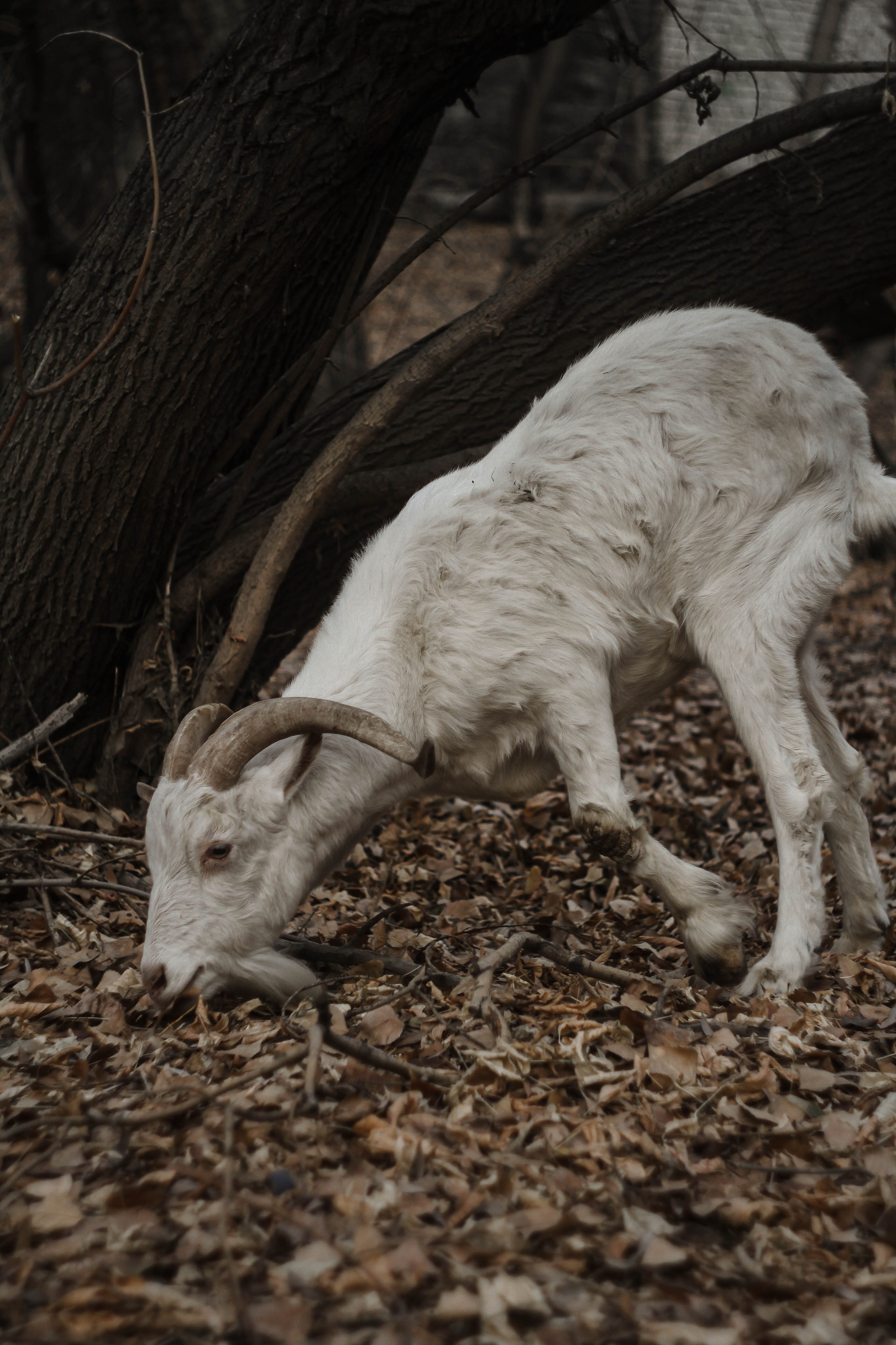 Маша. Фотограф Мероприятий Новосибирск