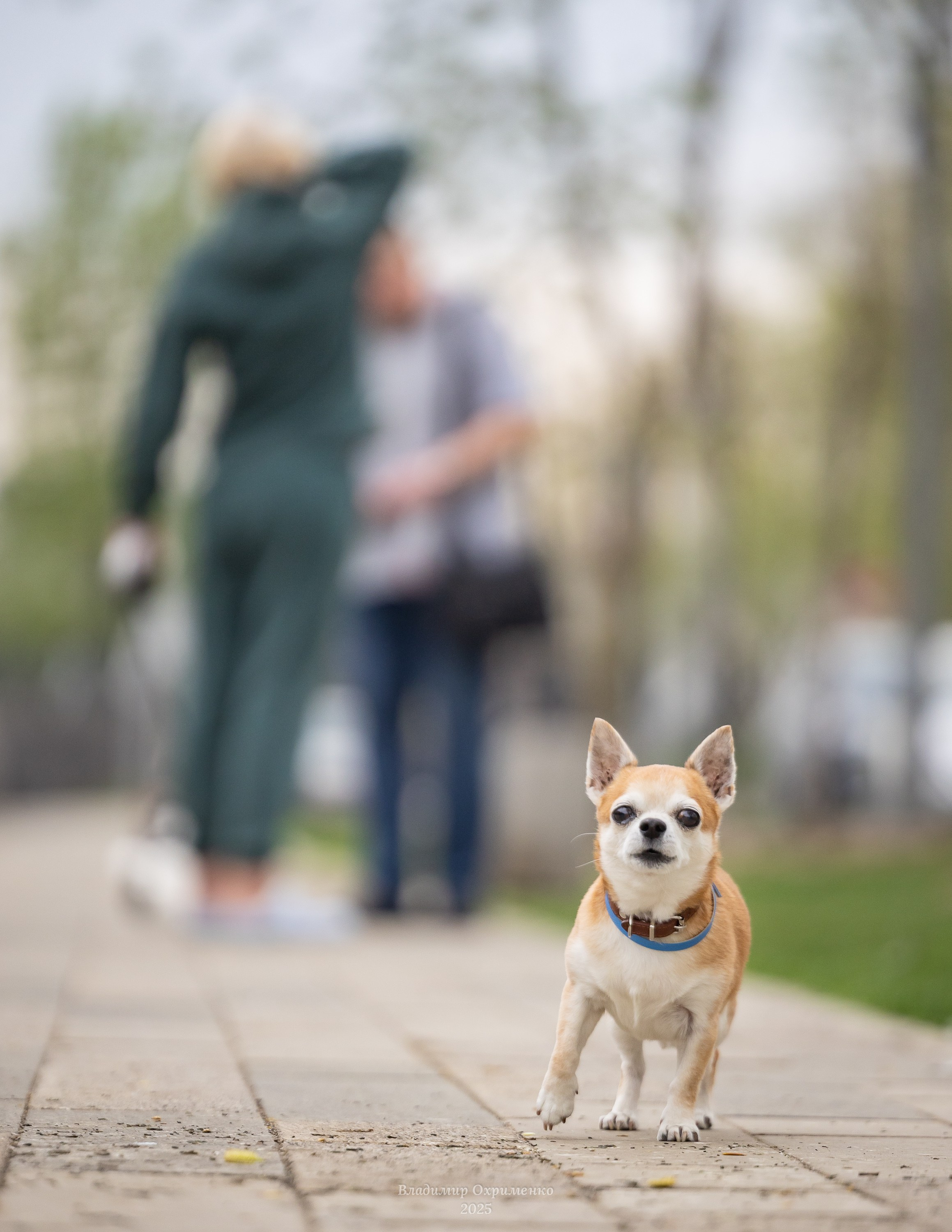 Животные. Фотограф Владимир Охрименко