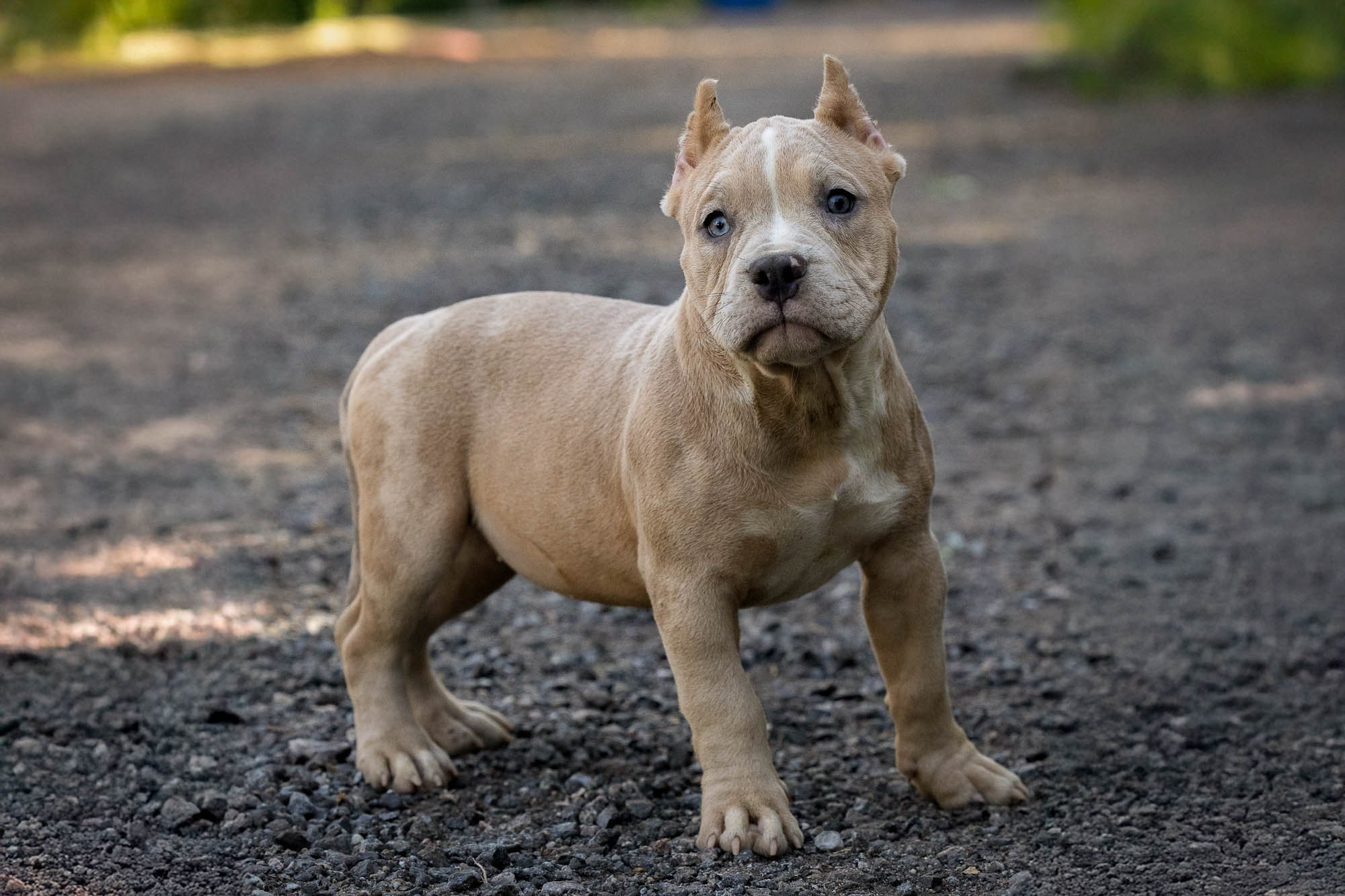 Щенки Тэя. Виктория Михайловская. Фотограф-анималист. Москва