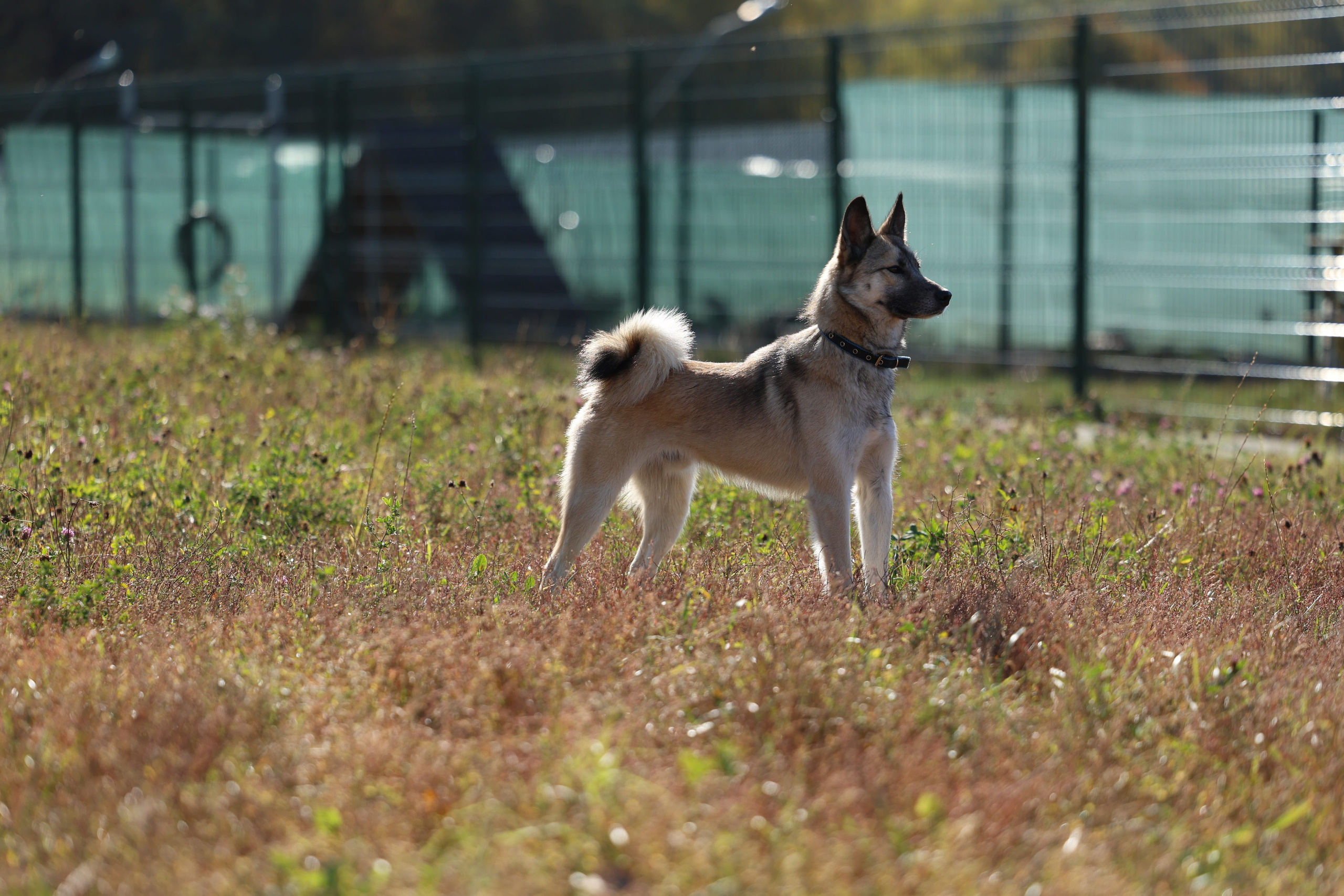 Приют. Виктория Михайловская. Фотограф-анималист. Москва