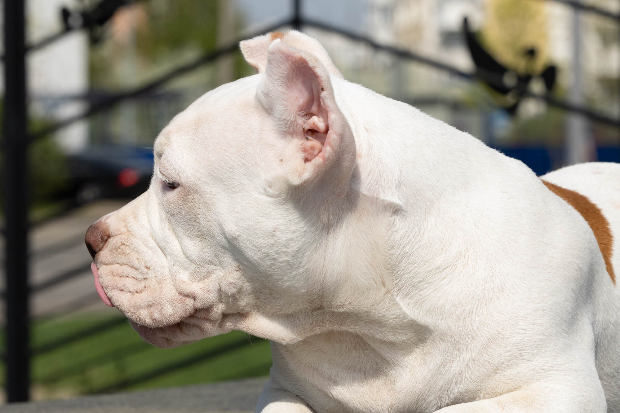 Щенки. Виктория Михайловская. Фотограф-анималист. Москва