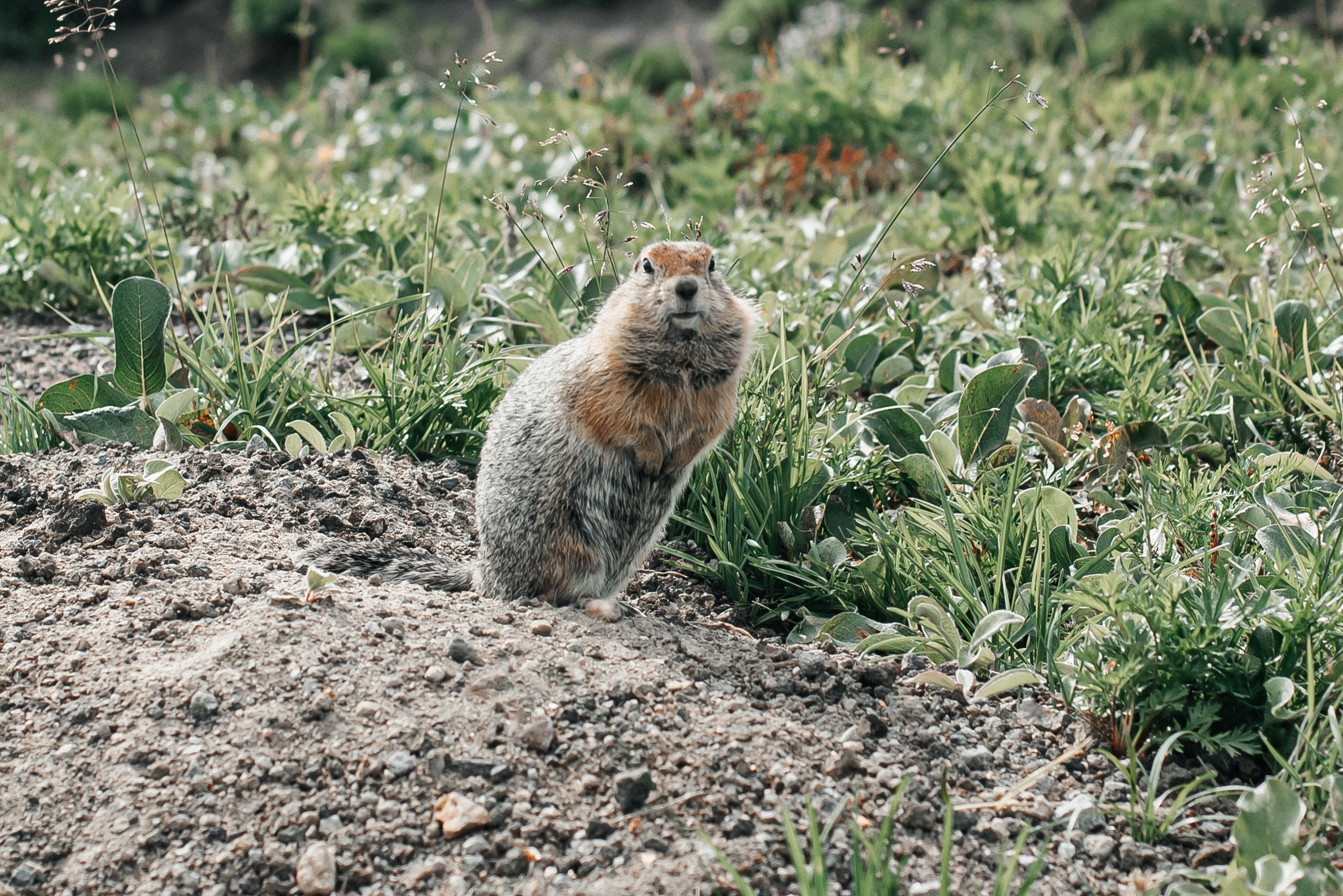 Природа. Людмила Москвичёва — Фотограф на все случаи жизни.Камчатка/Владивосток