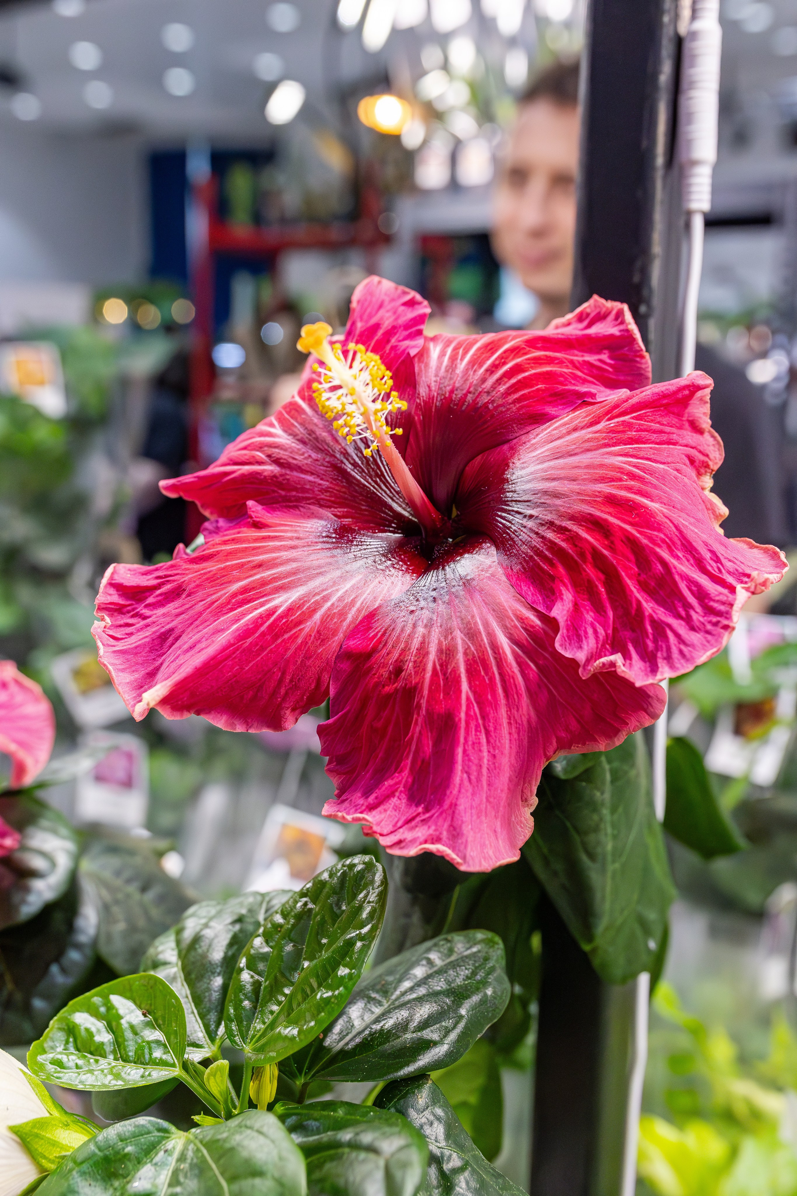 Монстериум апрель 2026. Александра Куликова фотограф, Москва