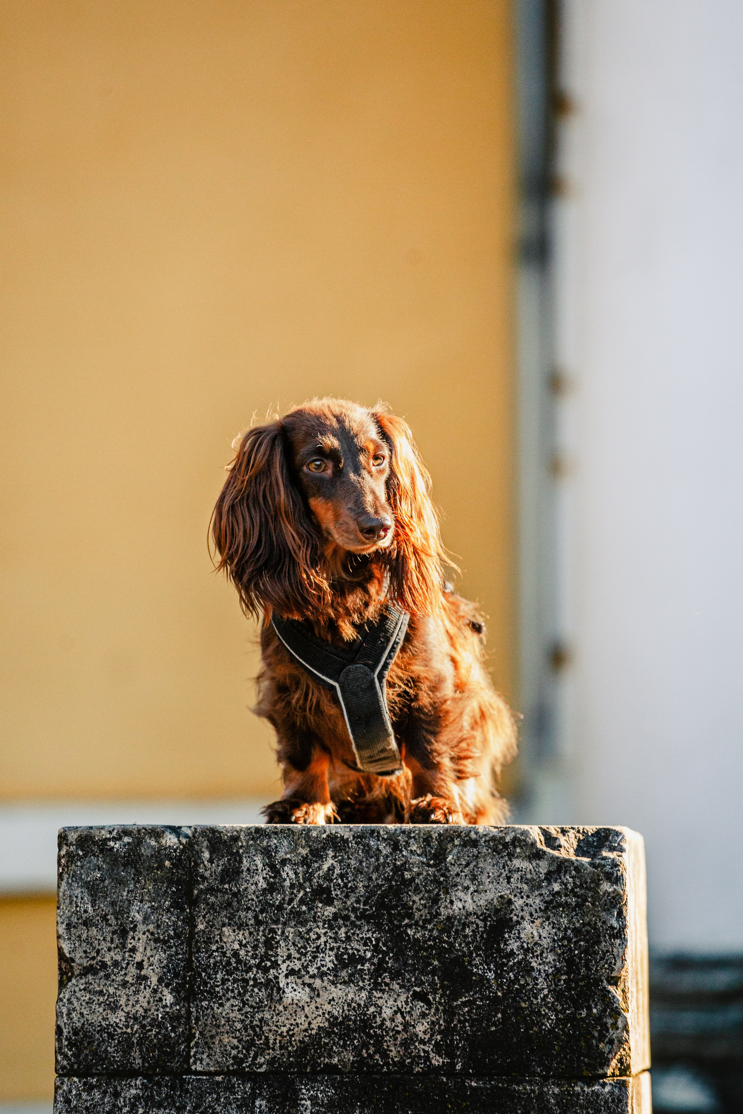Света, Хайди, Богдана. Фотограф-анималист Татьяна Степанова