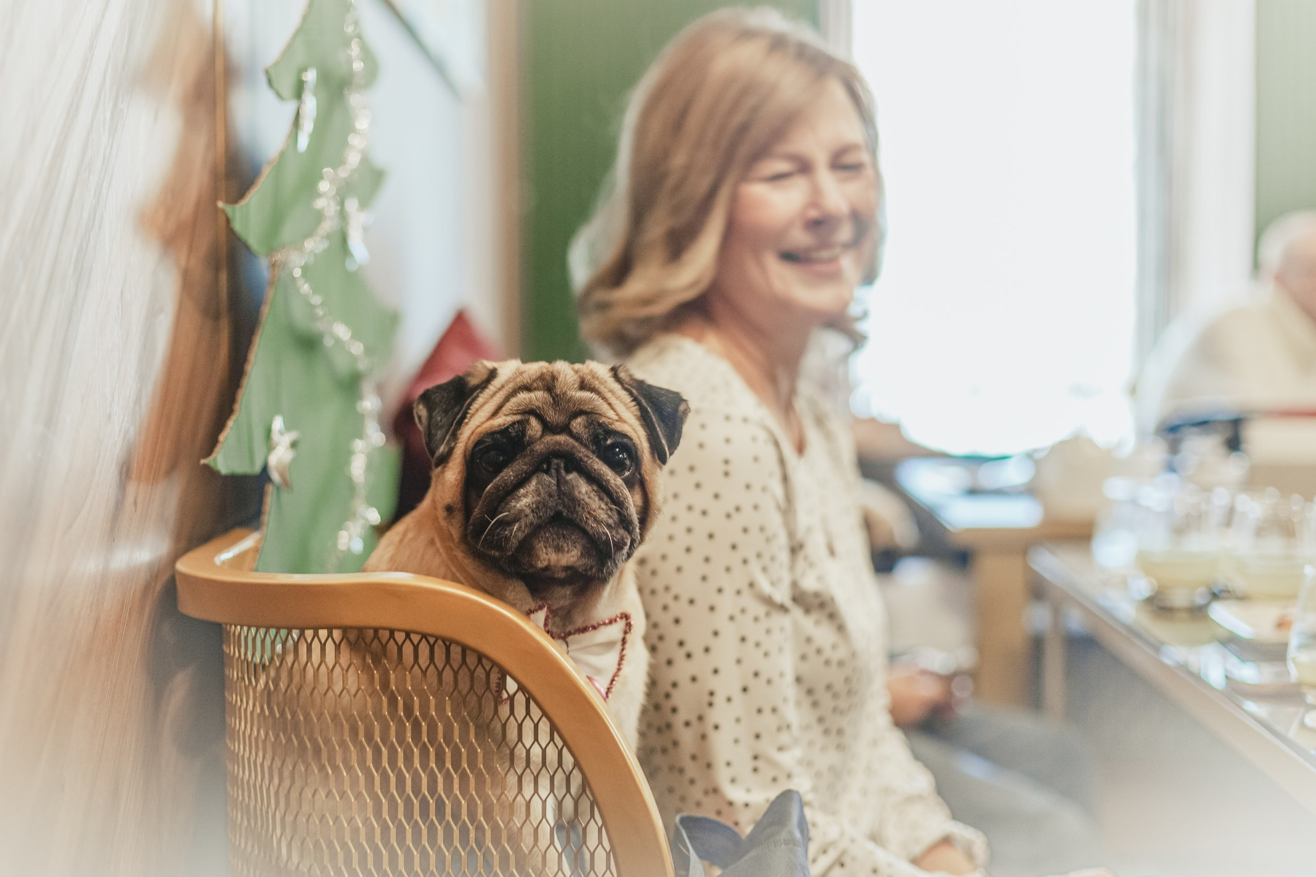Мопсовстреча 02.12.2023. Фотограф-анималист Татьяна Степанова