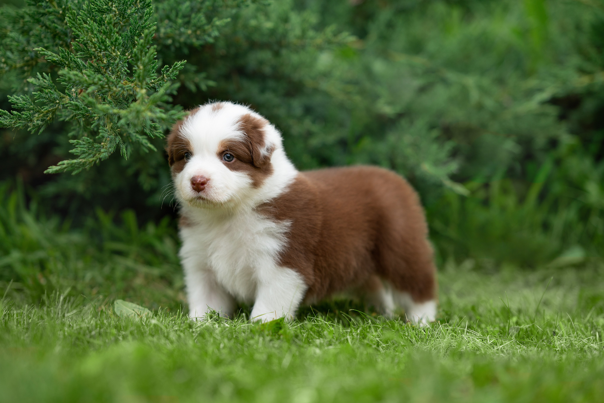 Заводчик Елизавета Степанова. Творческий фотограф Вологда