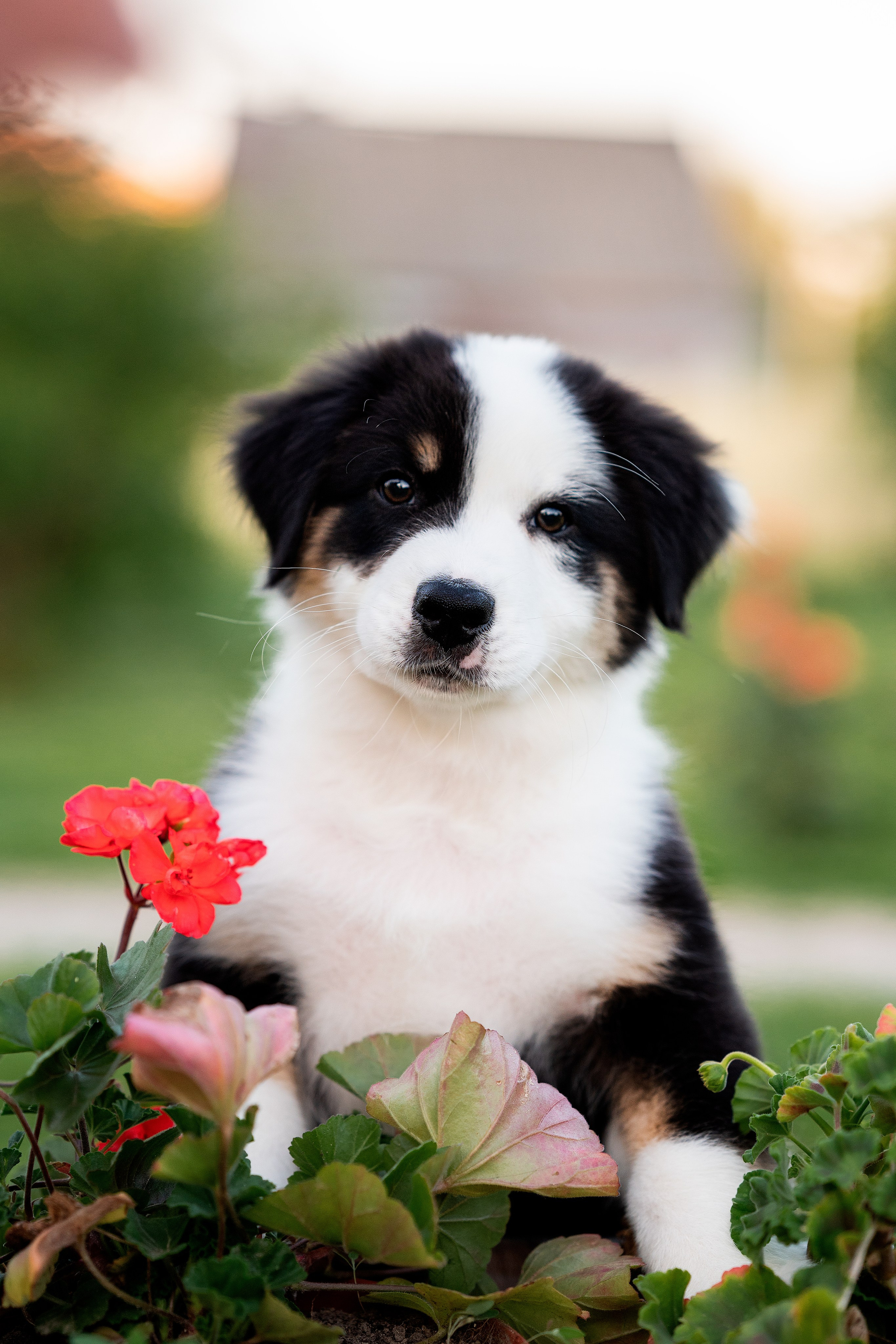 Заводчик Елизавета Степанова. Творческий фотограф Вологда