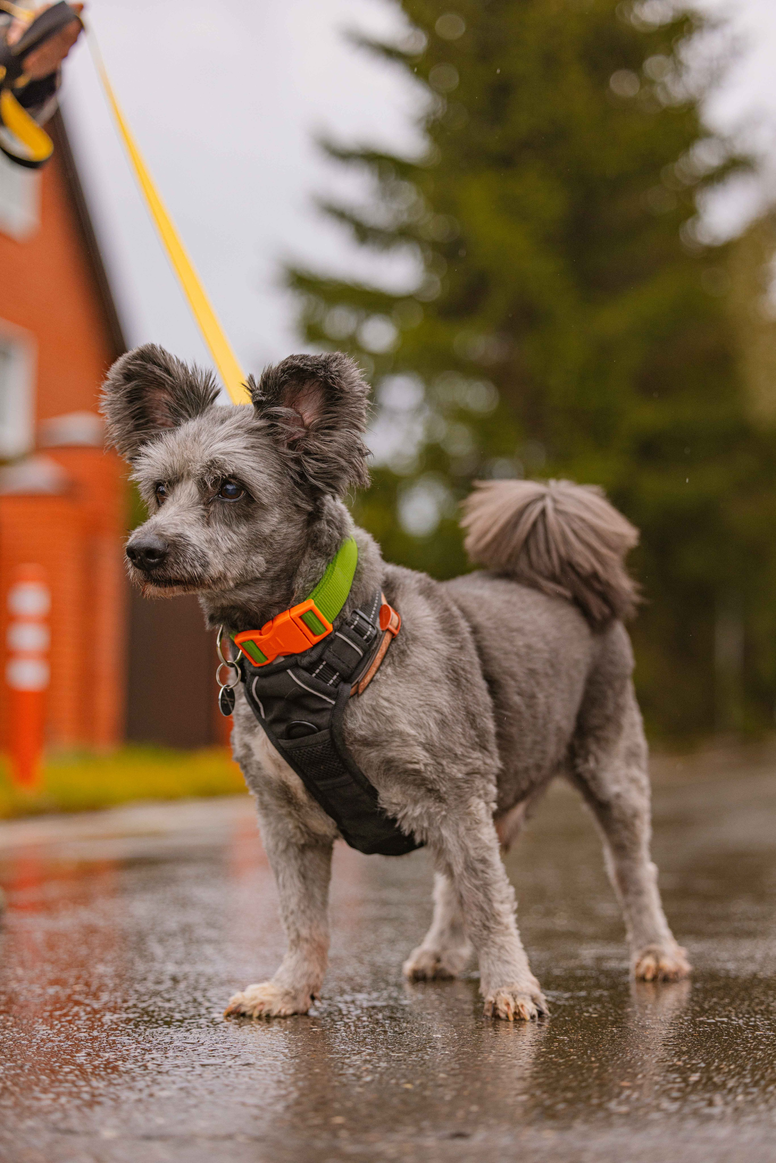 Передержка. Фотограф-анималист в Москве Лера Черноног
