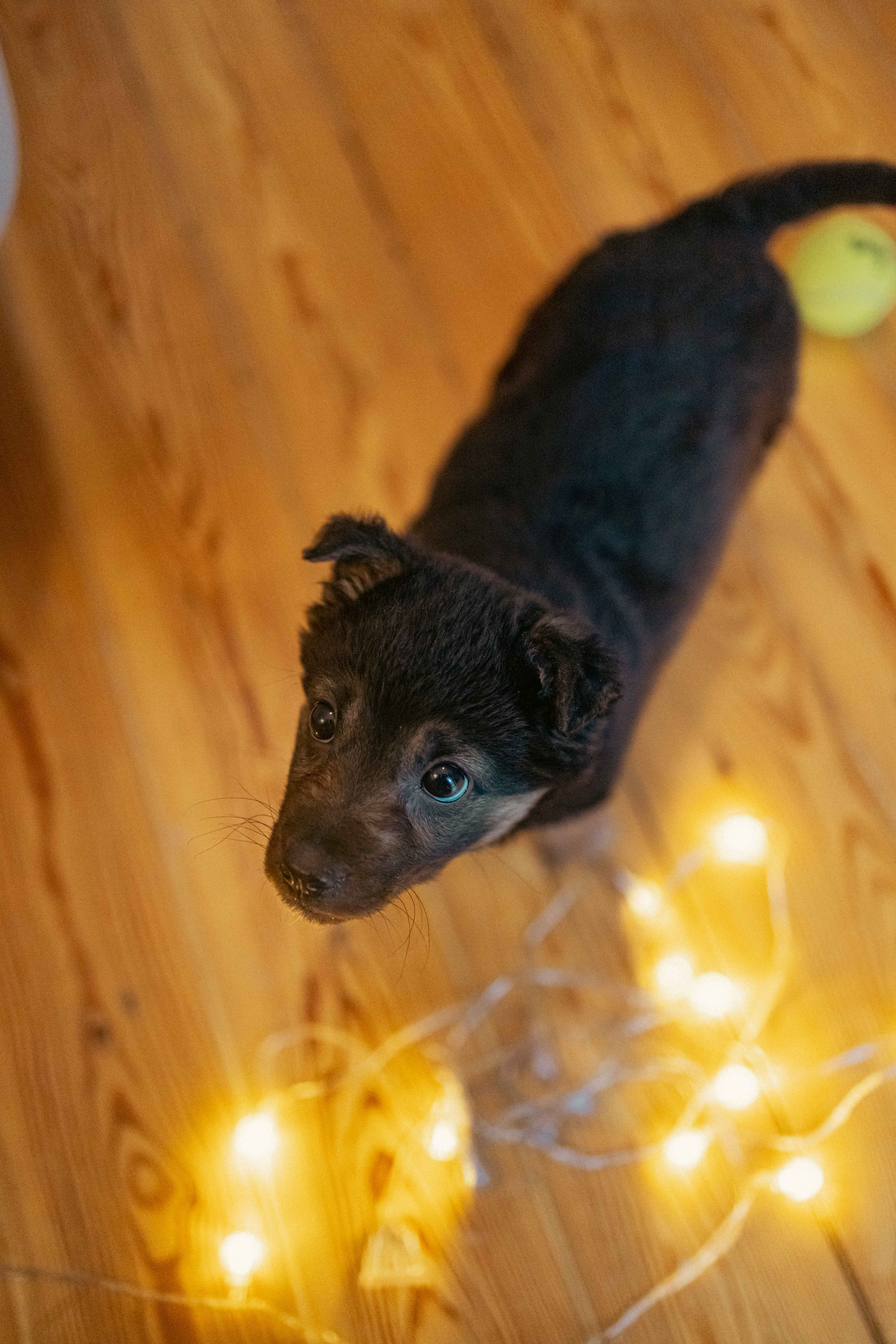 Пеппа. Фотограф-анималист в Москве Лера Черноног