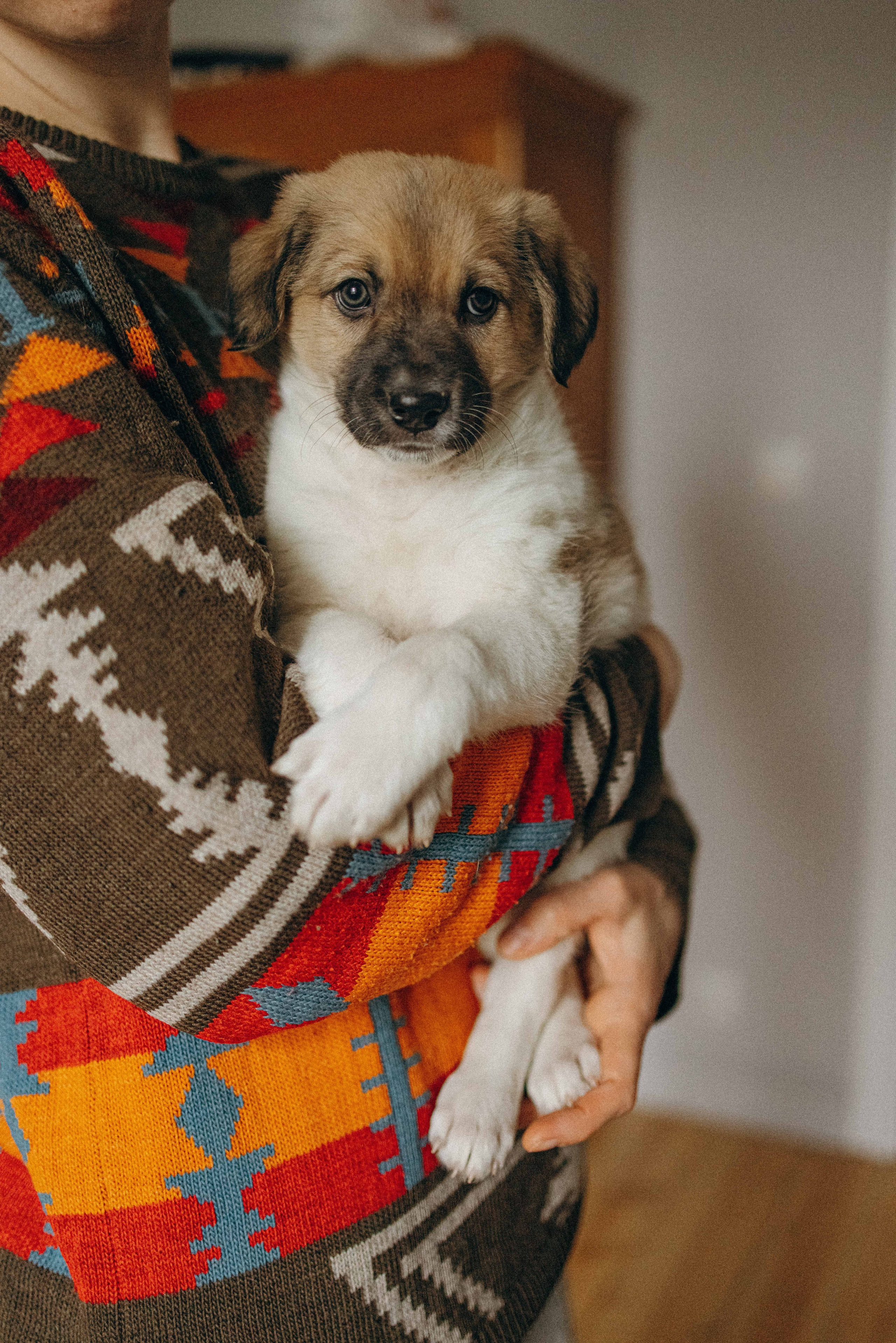 Щеночки. Фотограф-анималист в Москве Лера Черноног