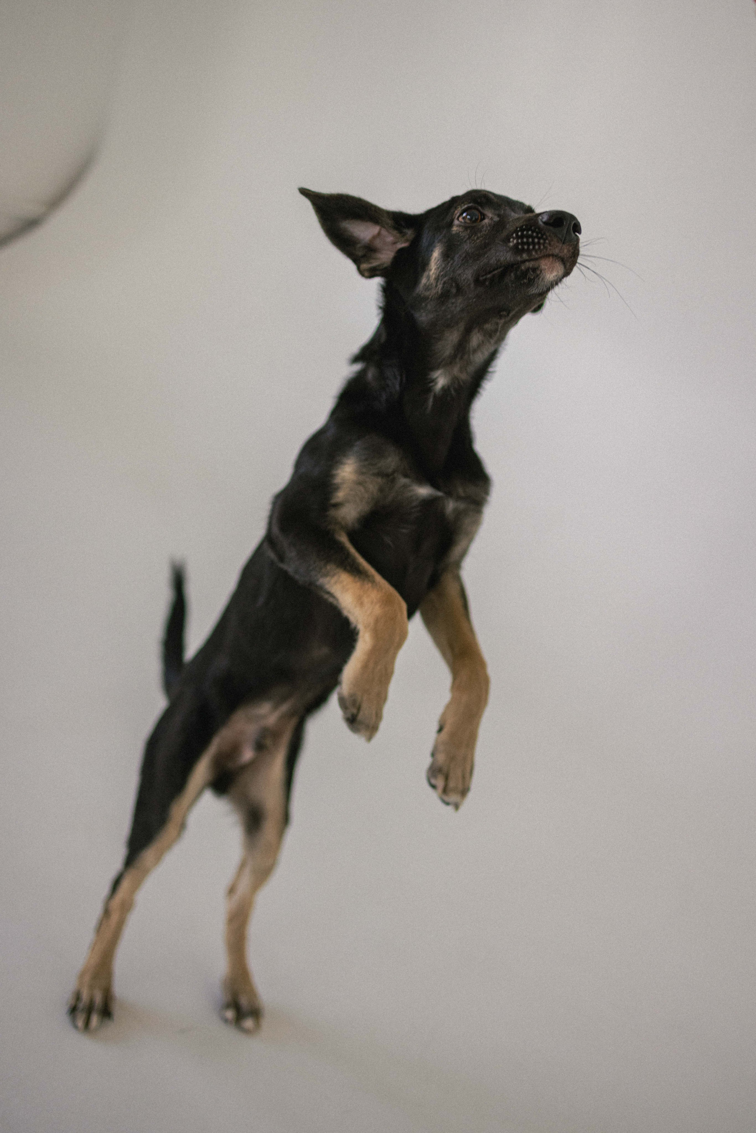 Крис и Тэдди. Фотограф-анималист в Москве Лера Черноног