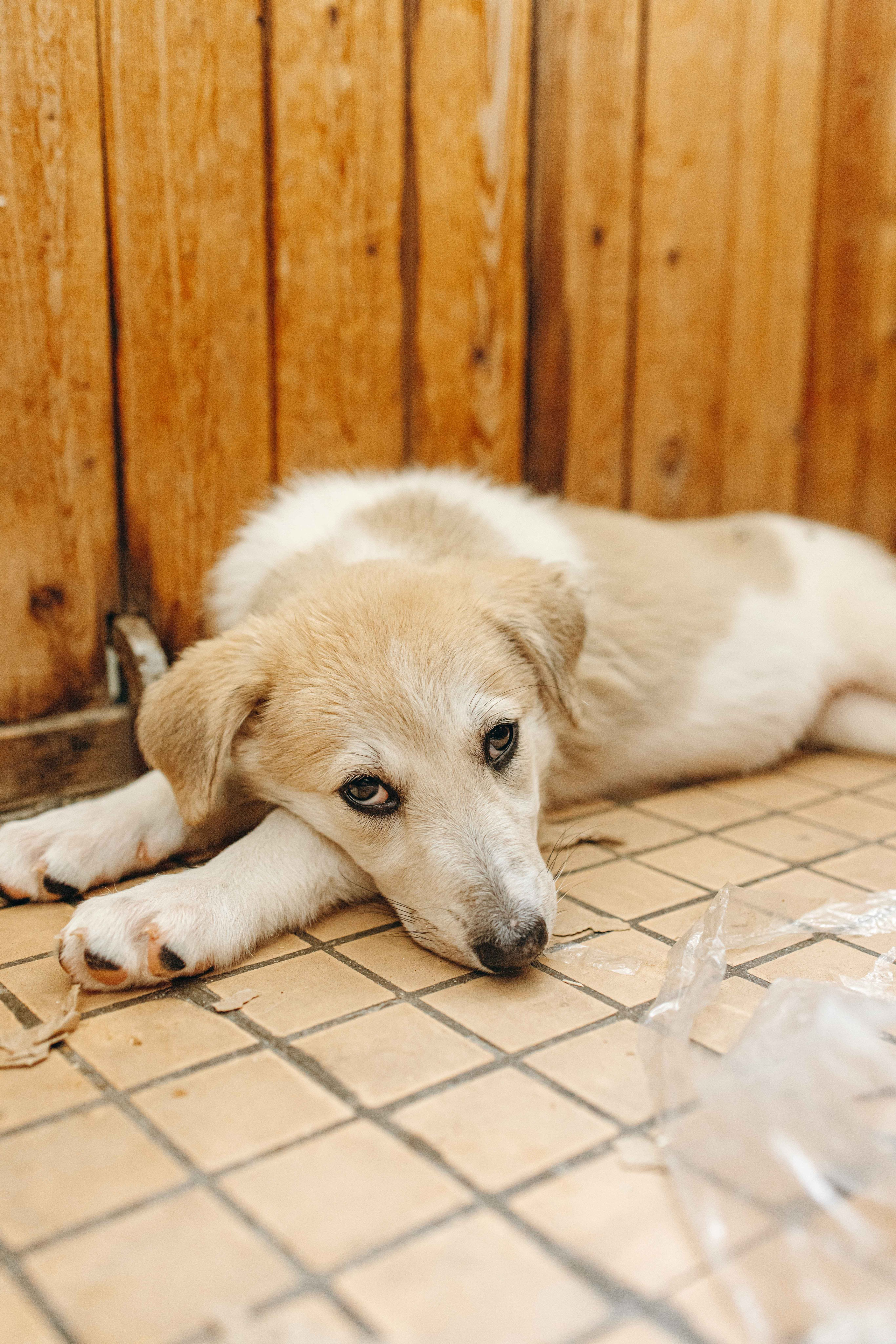 Щеночки на кухне. Фотограф-анималист в Москве Лера Черноног