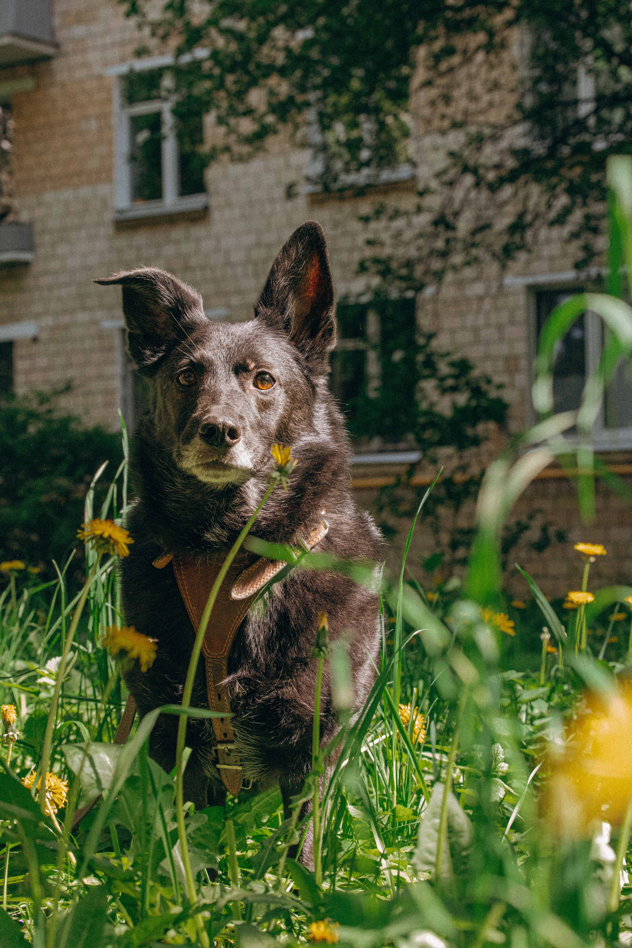 Наталья, Марфа и Норд. Фотограф-анималист в Москве Лера Черноног