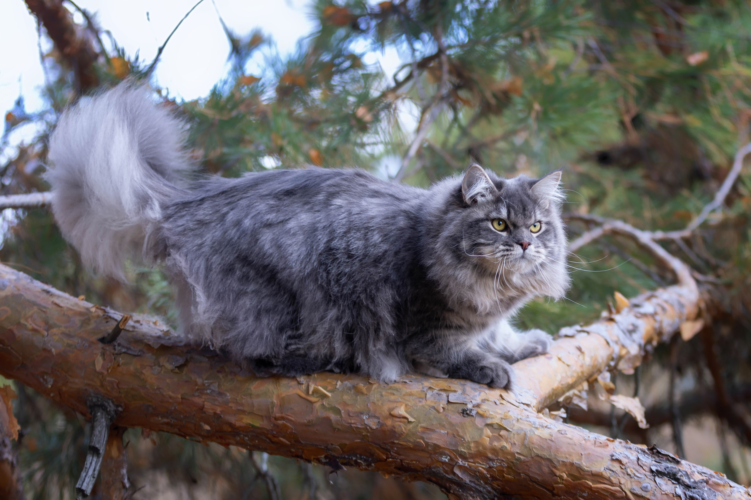 Выездная съёмка с естественным светом. Фотограф-анималист в Омске Екатерина Маричева
