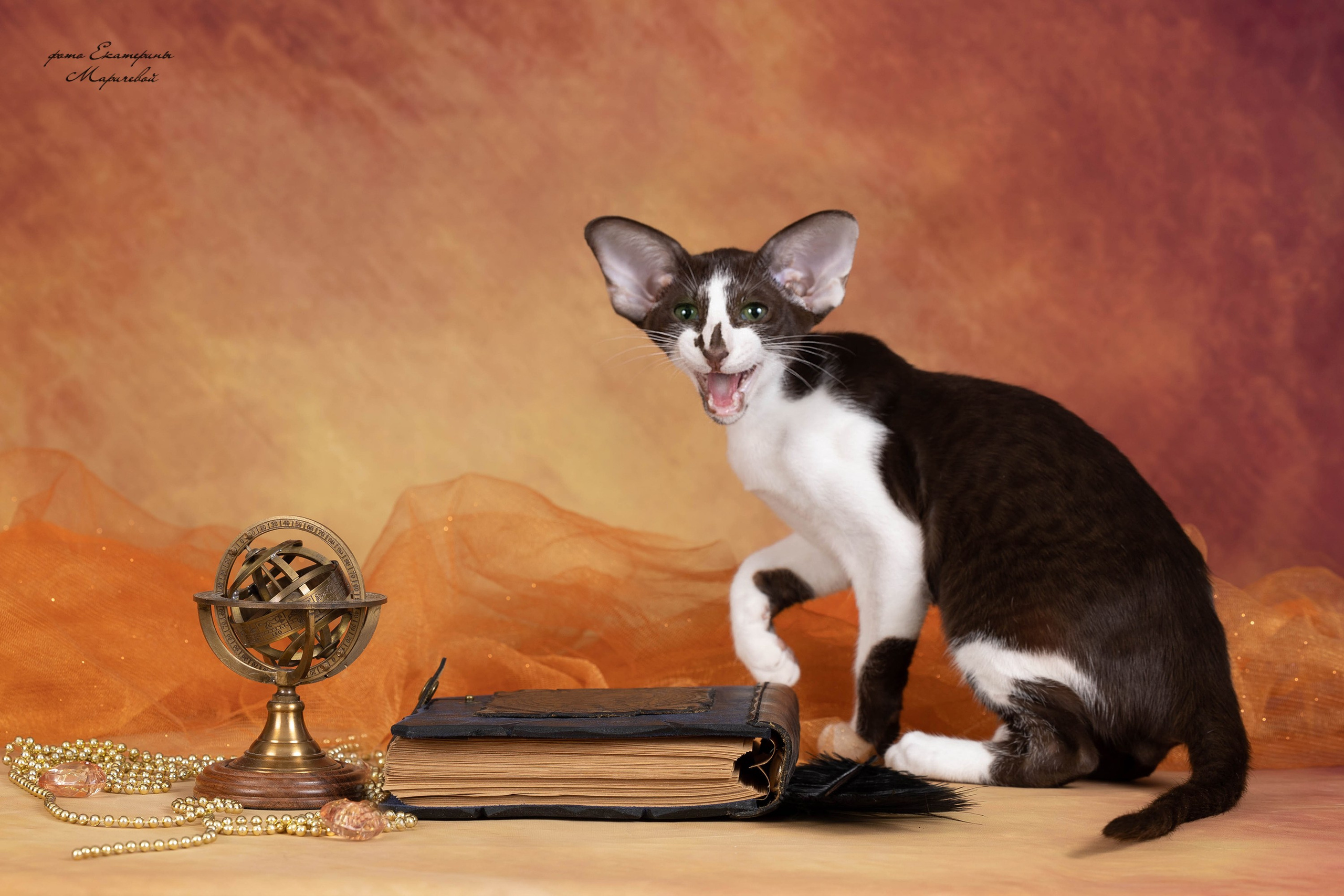 Галерея котят. Фотограф-анималист в Омске Екатерина Маричева