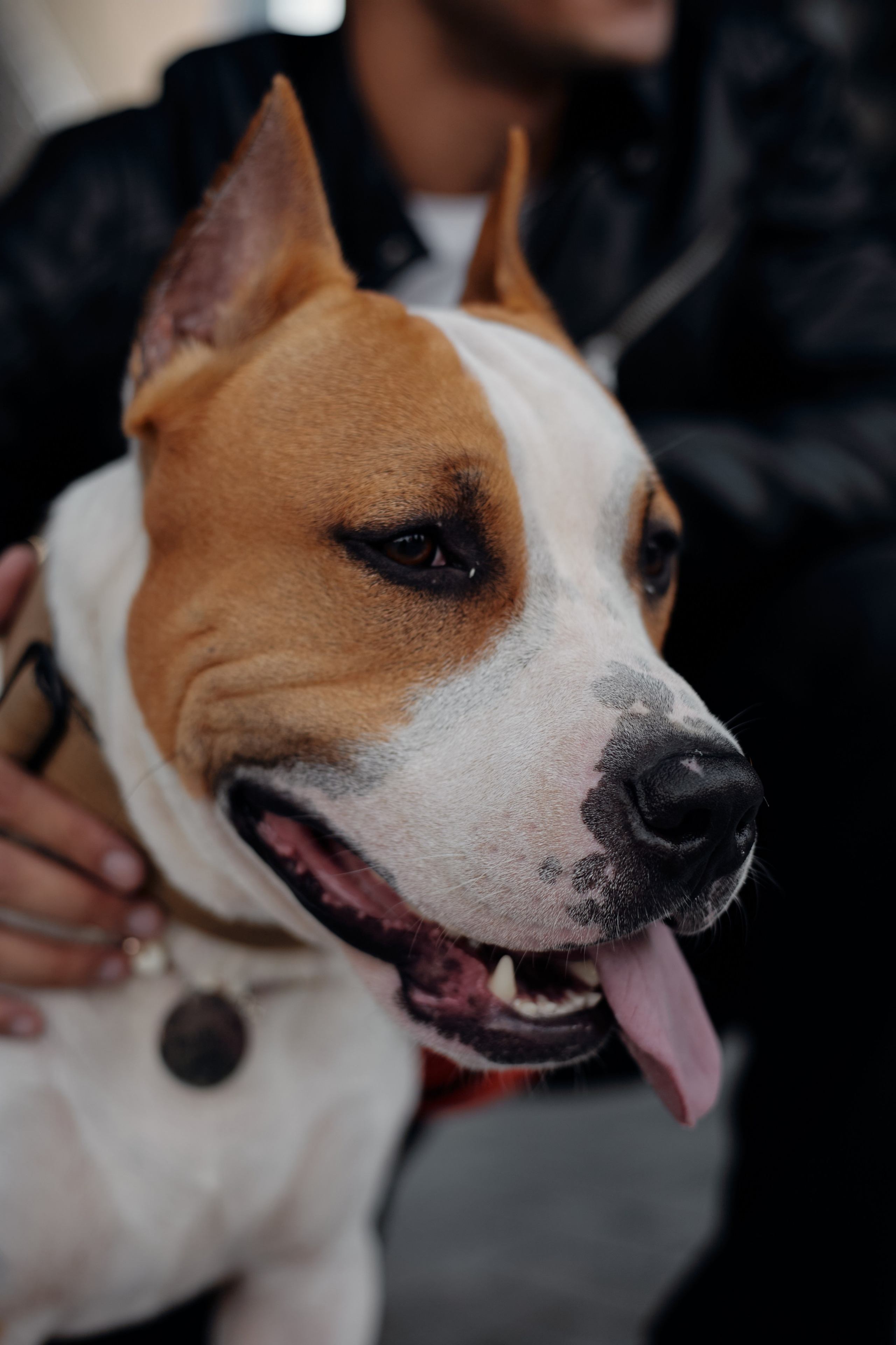 Абдо (прогулка с собакой). Фотограф из Казани