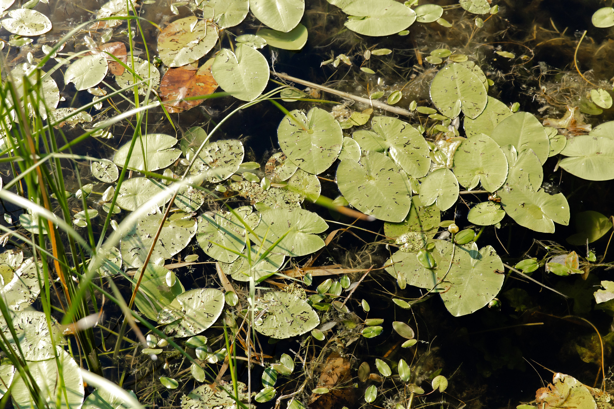 Свадебный день Влада и Кристины. Свадебный фотограф Анна Бабахина