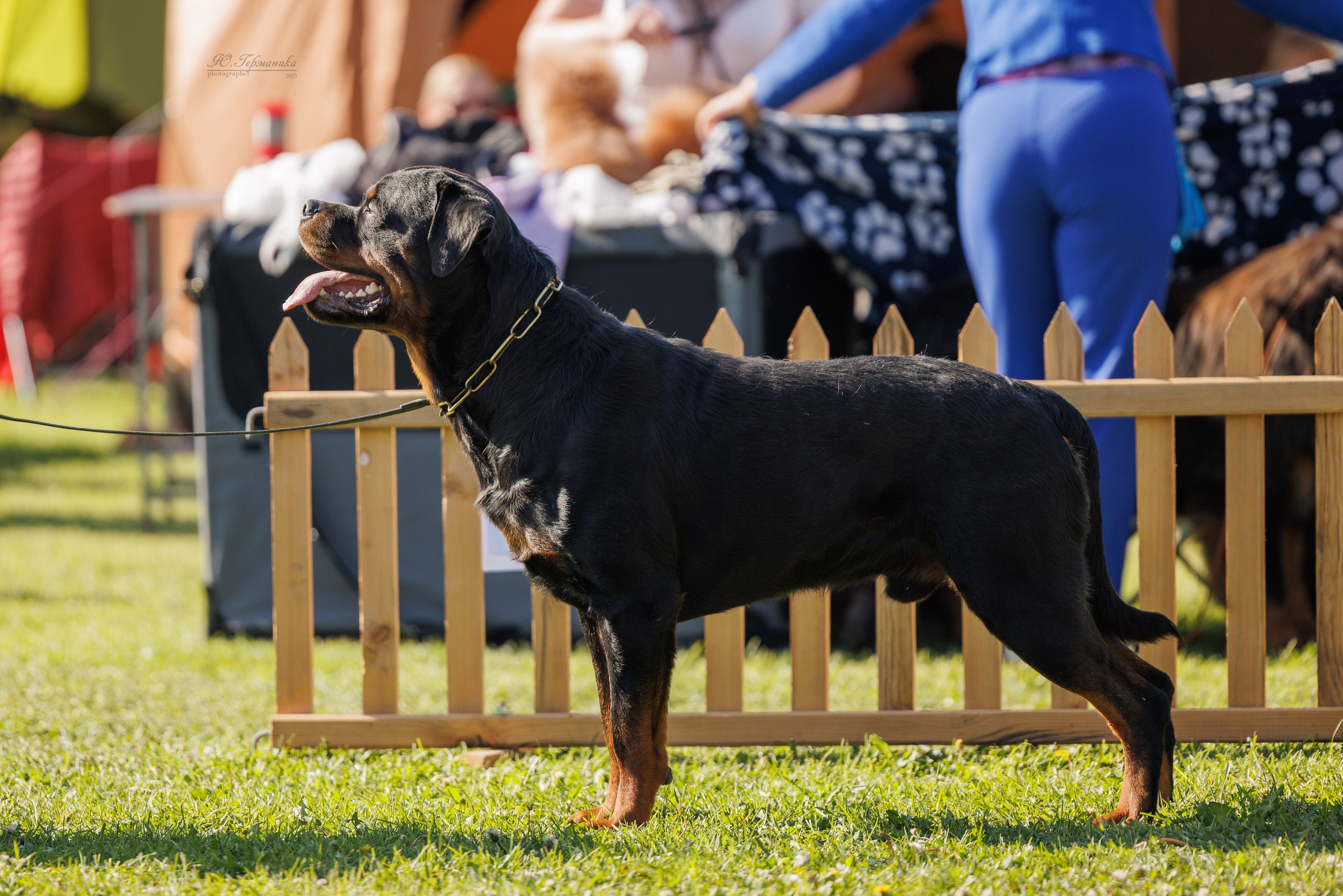 Ереван 14-16.10.2025. Фотограф-анималист Юлия Германика