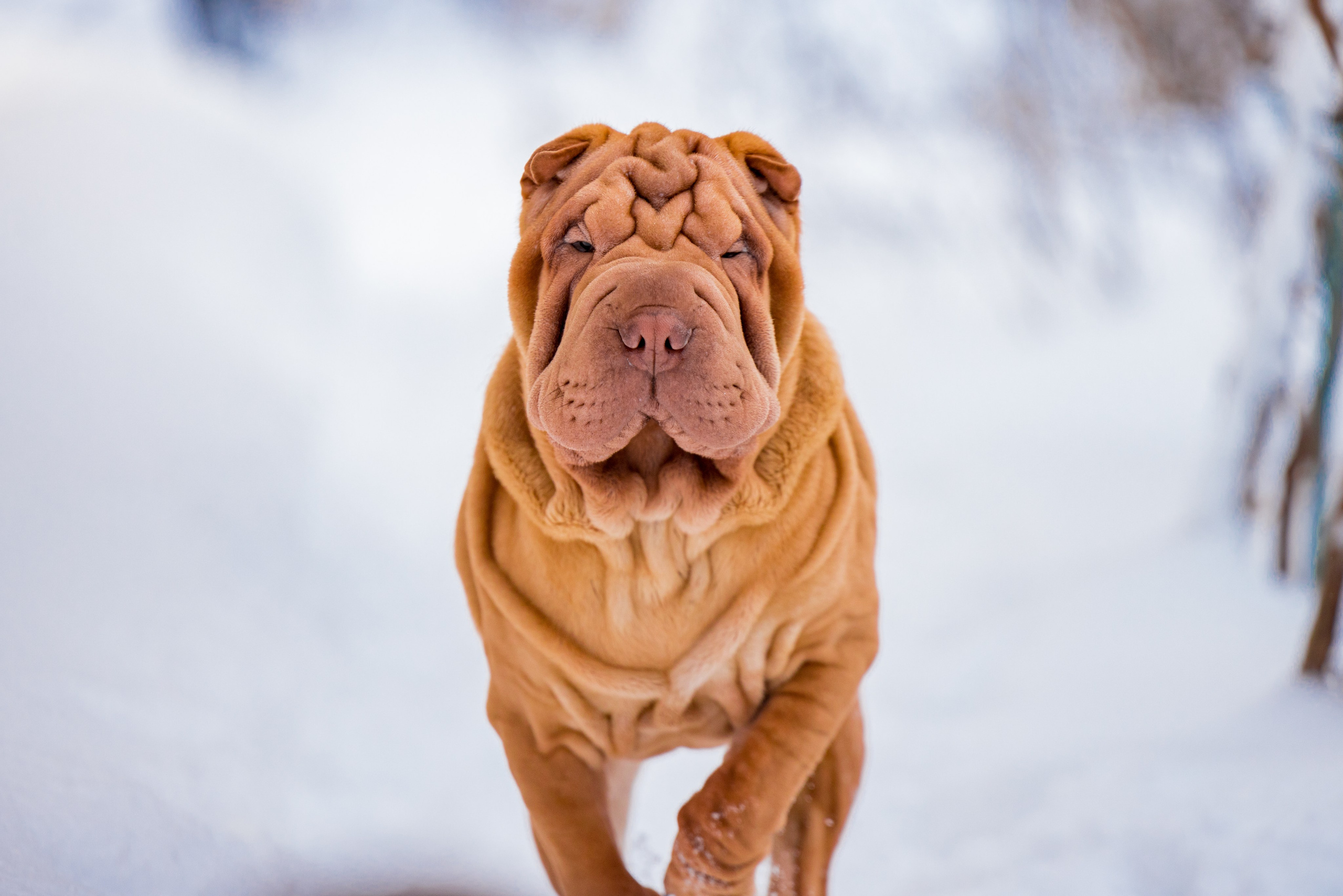 В гостях у шарпеев 16.01.2024. Фотограф-анималист Юлия Германика