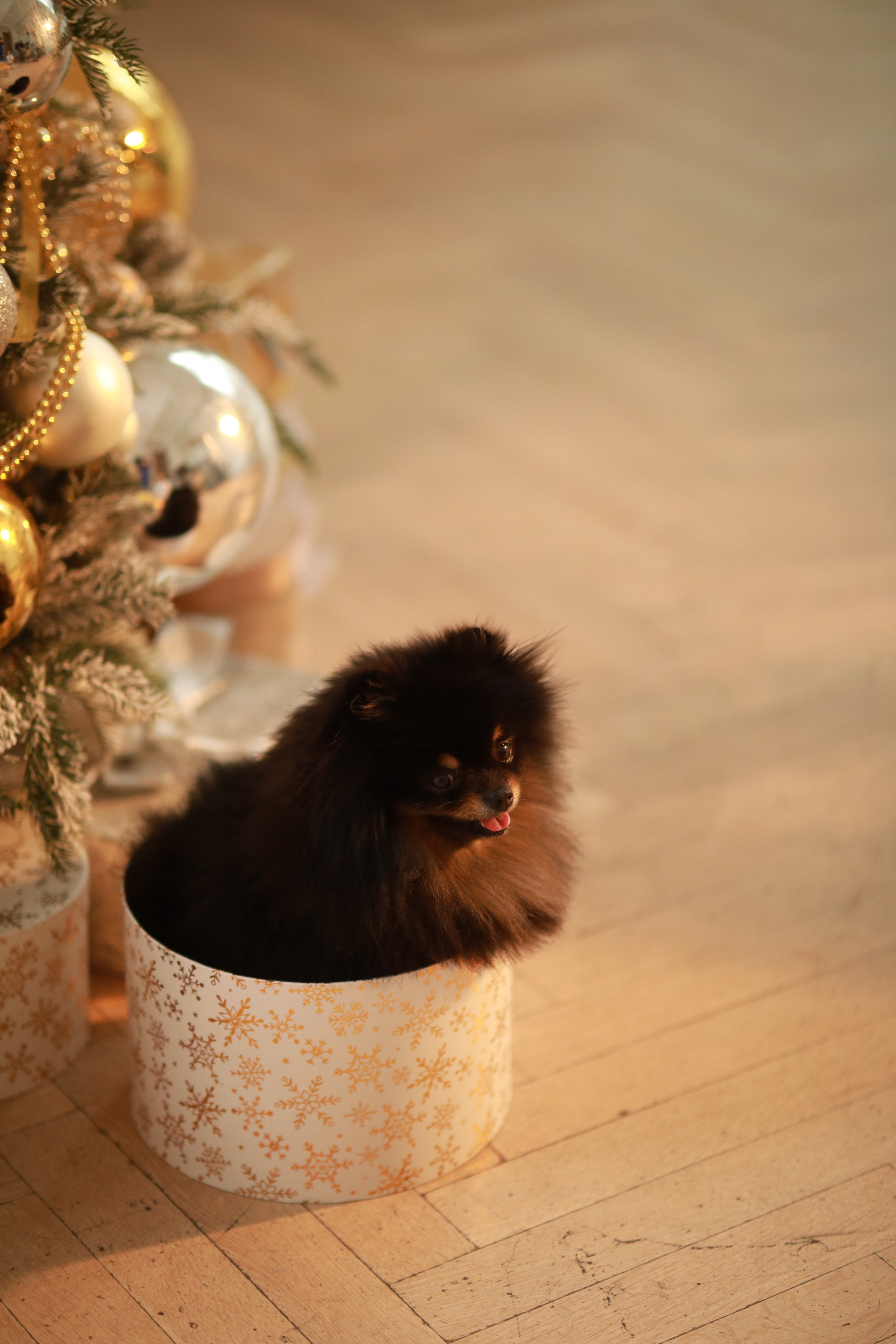 Новый год зал Ника. Фотограф Юлия Рязанова Москва семейный и детский