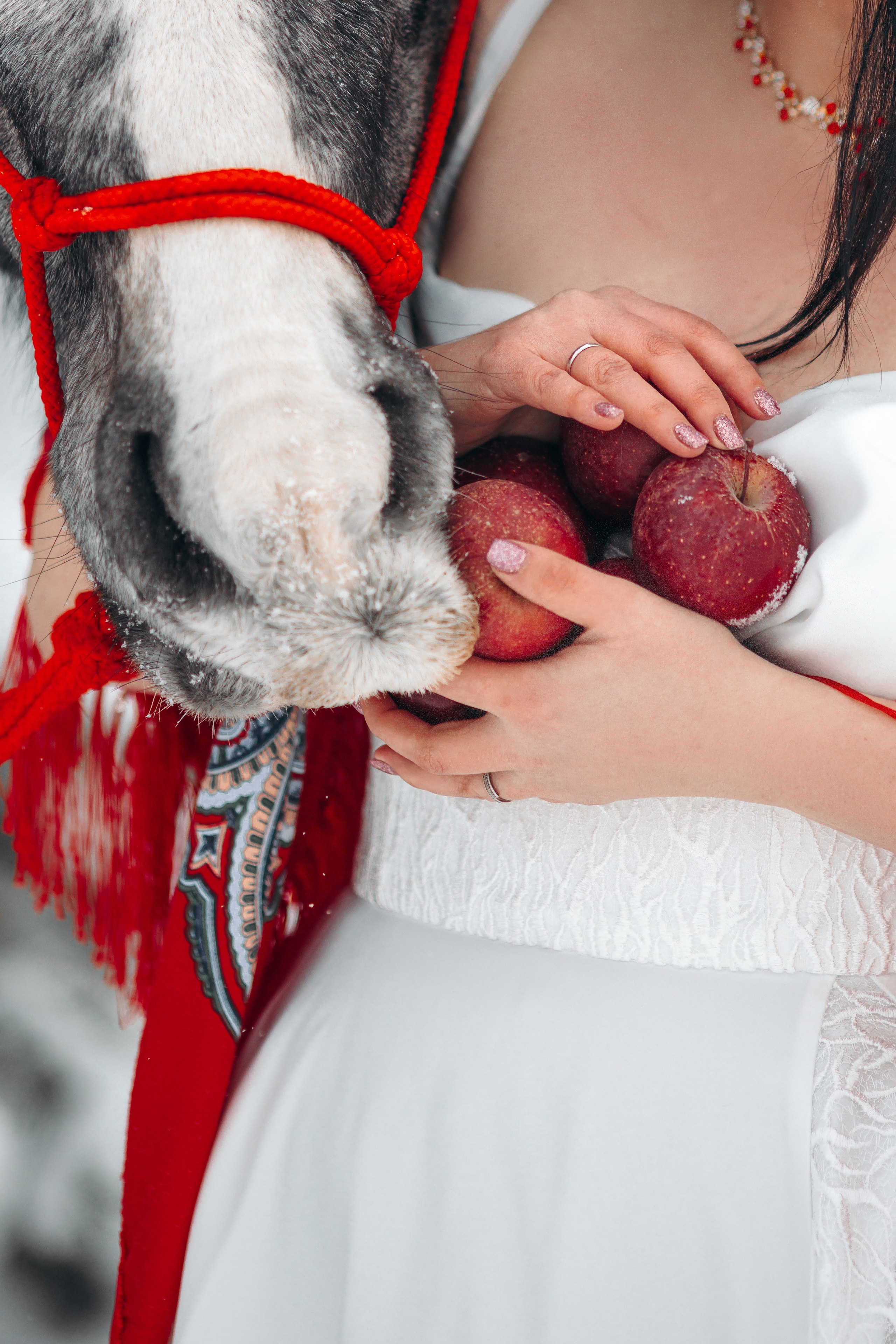 Яблоки на снегу. Анна Молчанова конный фотограф в Тюмени | фотосессии с лошадьми Тюмень