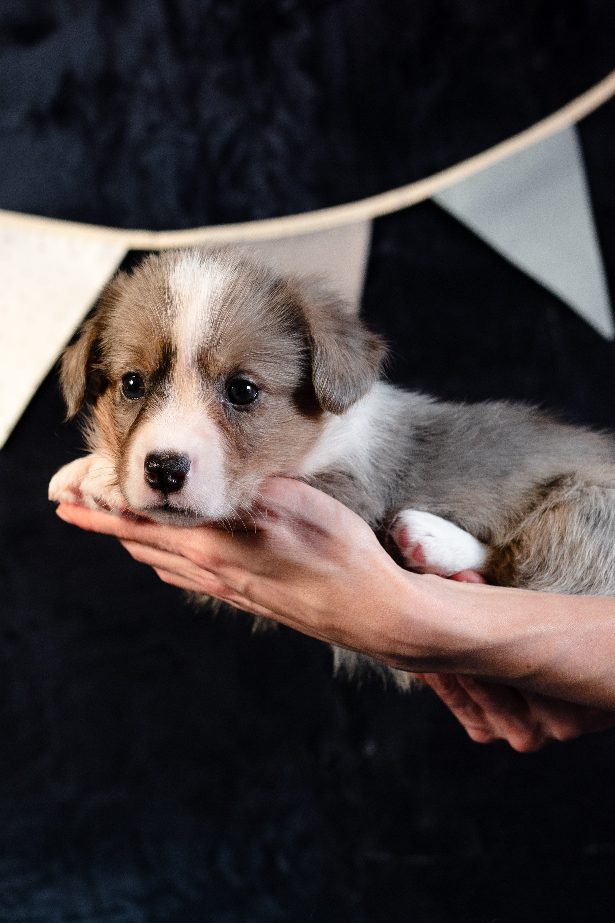 Вельш-корги-пемброк. Фотограф анималист в Москве Ольга Агушева