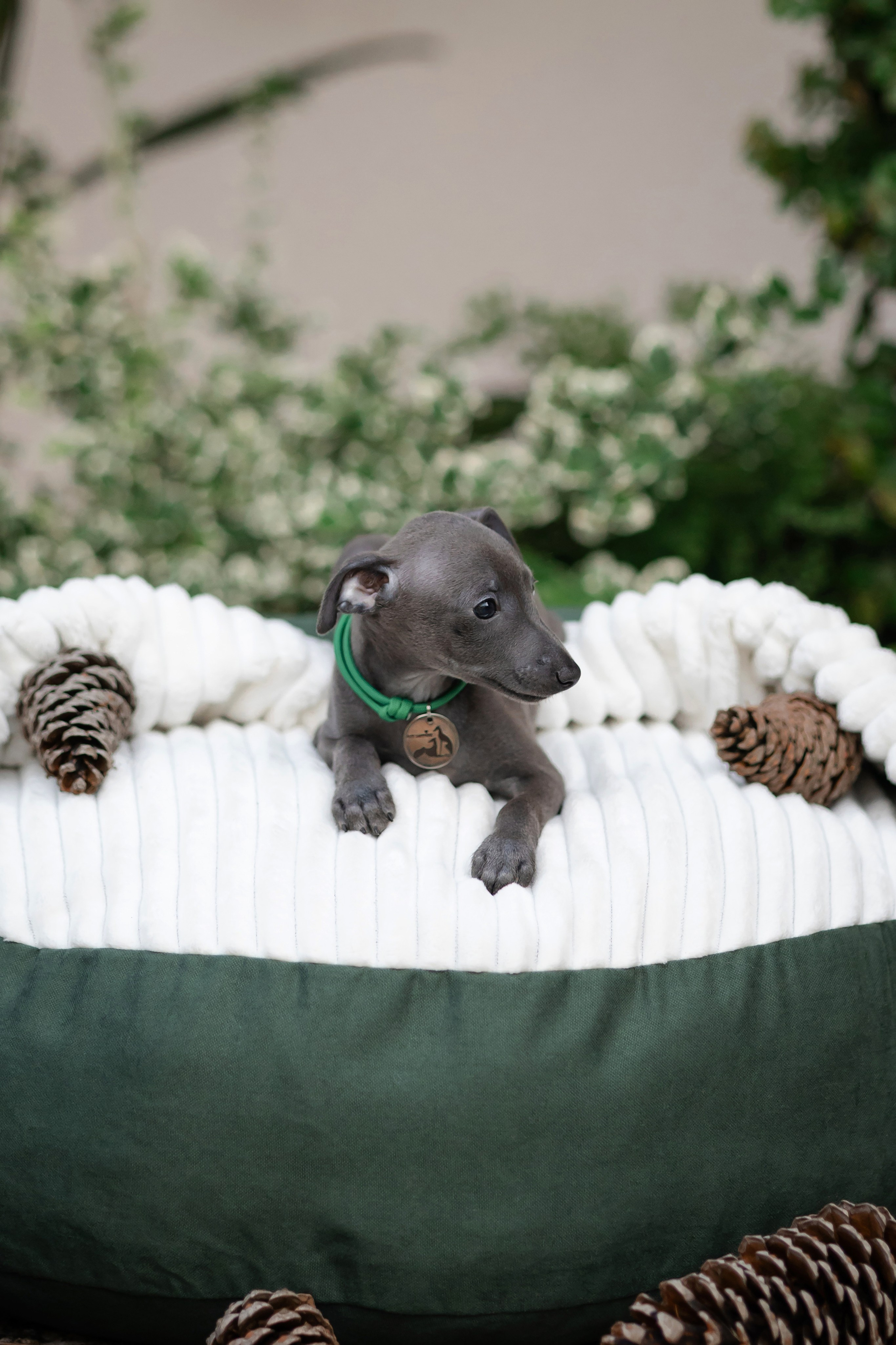 Сон и отдых. Профессиональный питомник левреток РКФ/FCI ASTI SAPPHIRE 💎 Сочи|Санкт-Петербург