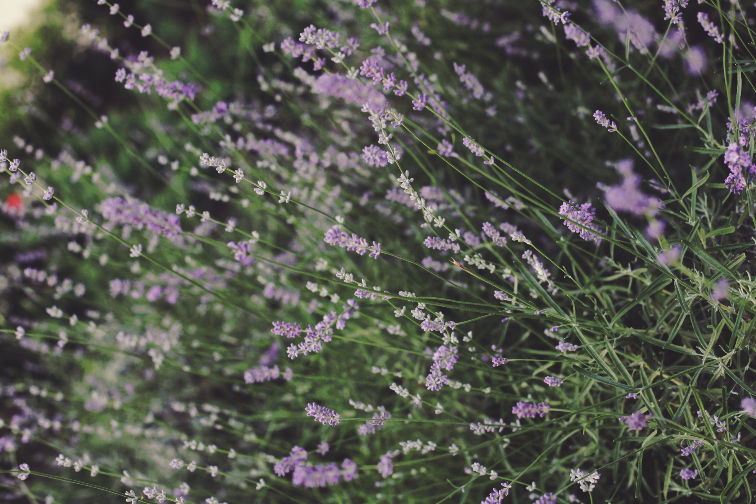 Болгария. Аня Степанова