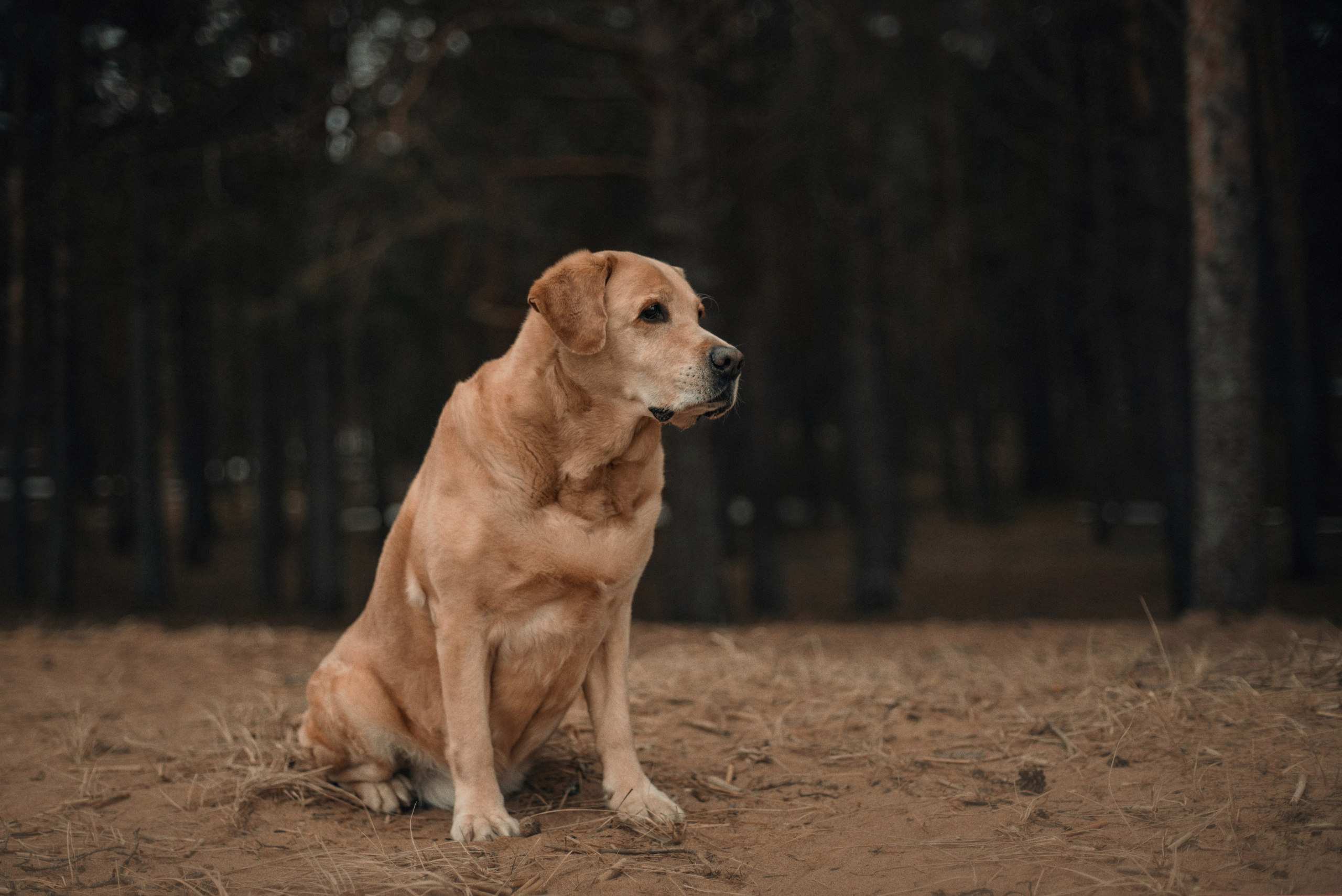 Прогулка: берн Пума, Фрэнк и Юля в Питере. Портфолио
