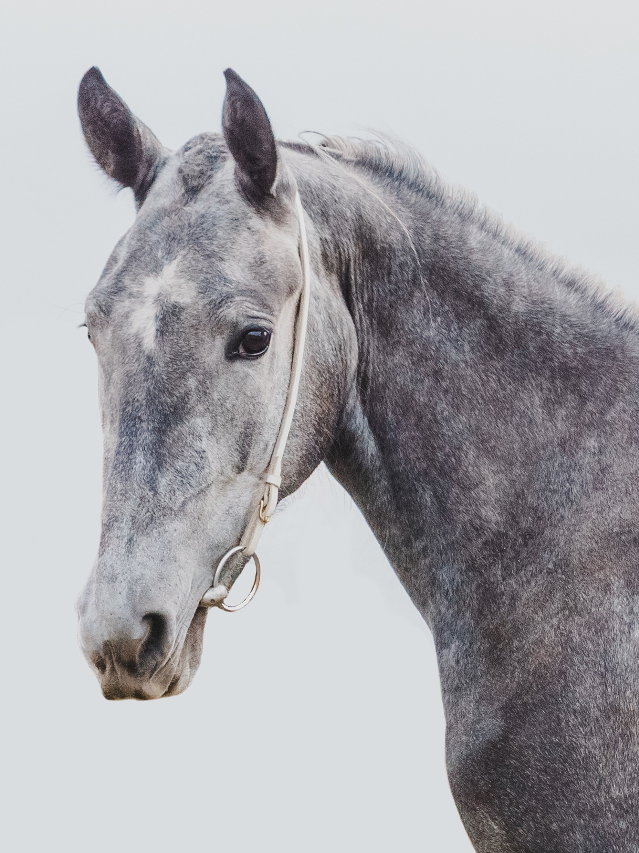 Life with horse. Saamill