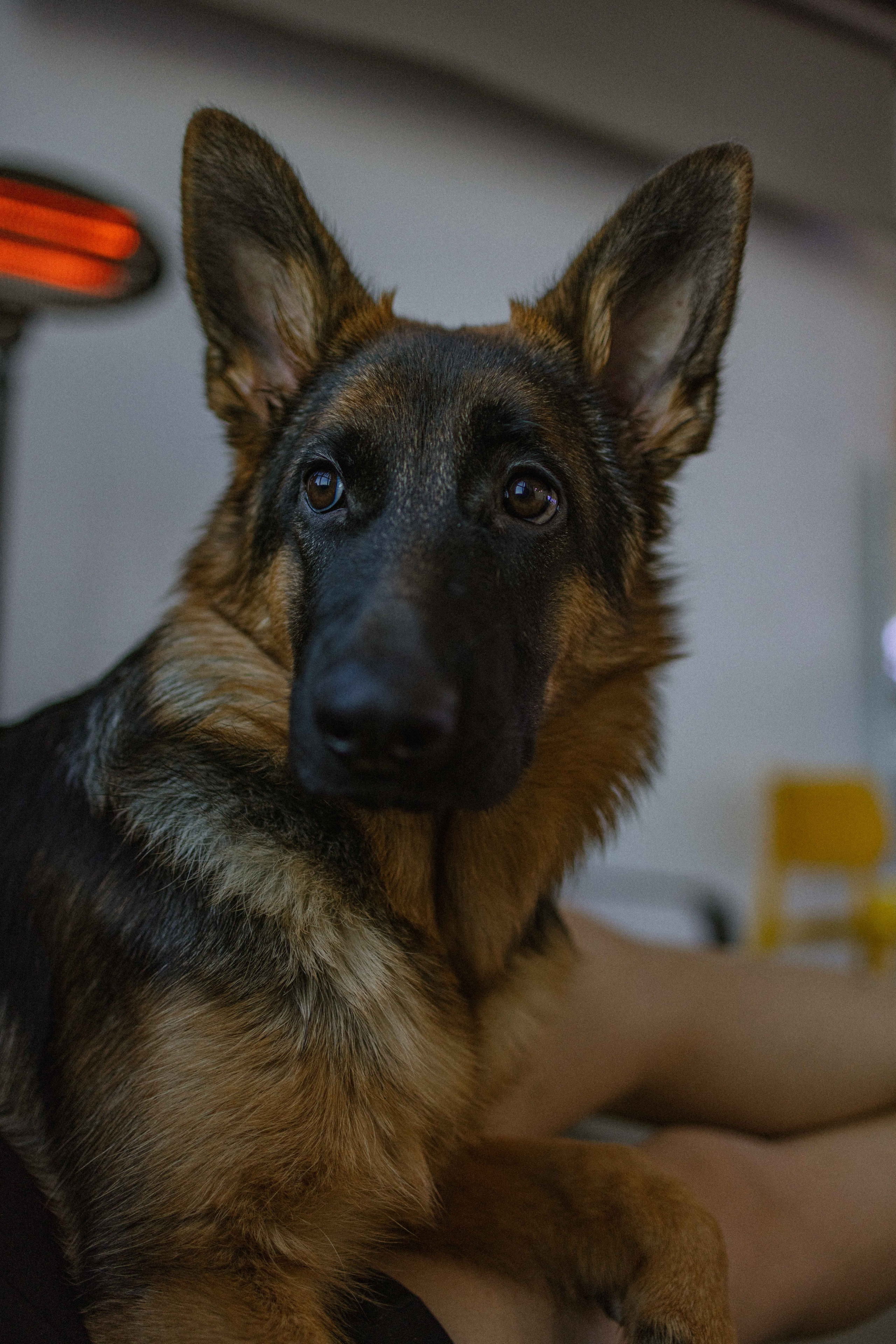 Ася и Буся. Фотограф-анималист в Москве Лера Черноног