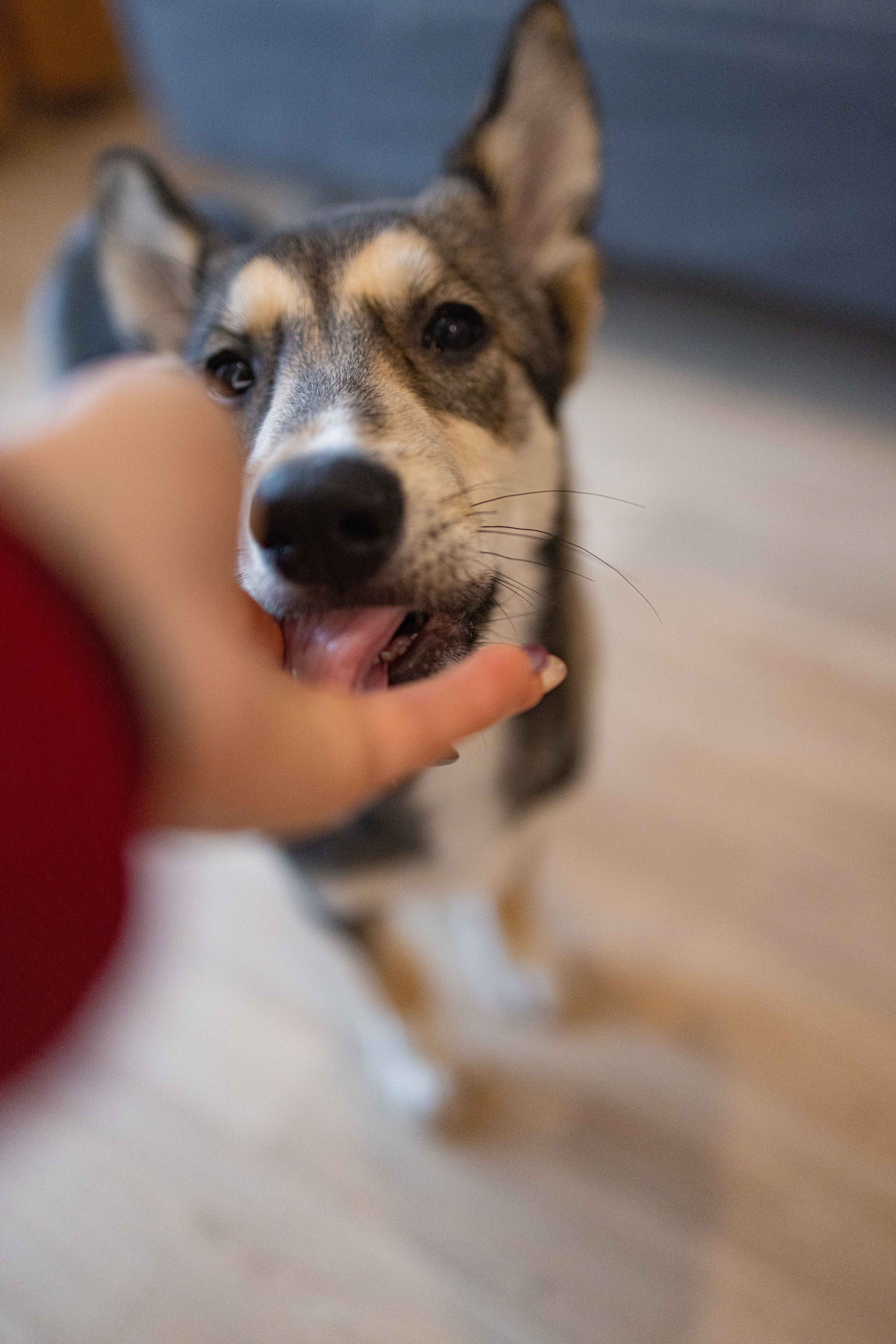 Шами. Фотограф-анималист в Москве Лера Черноног