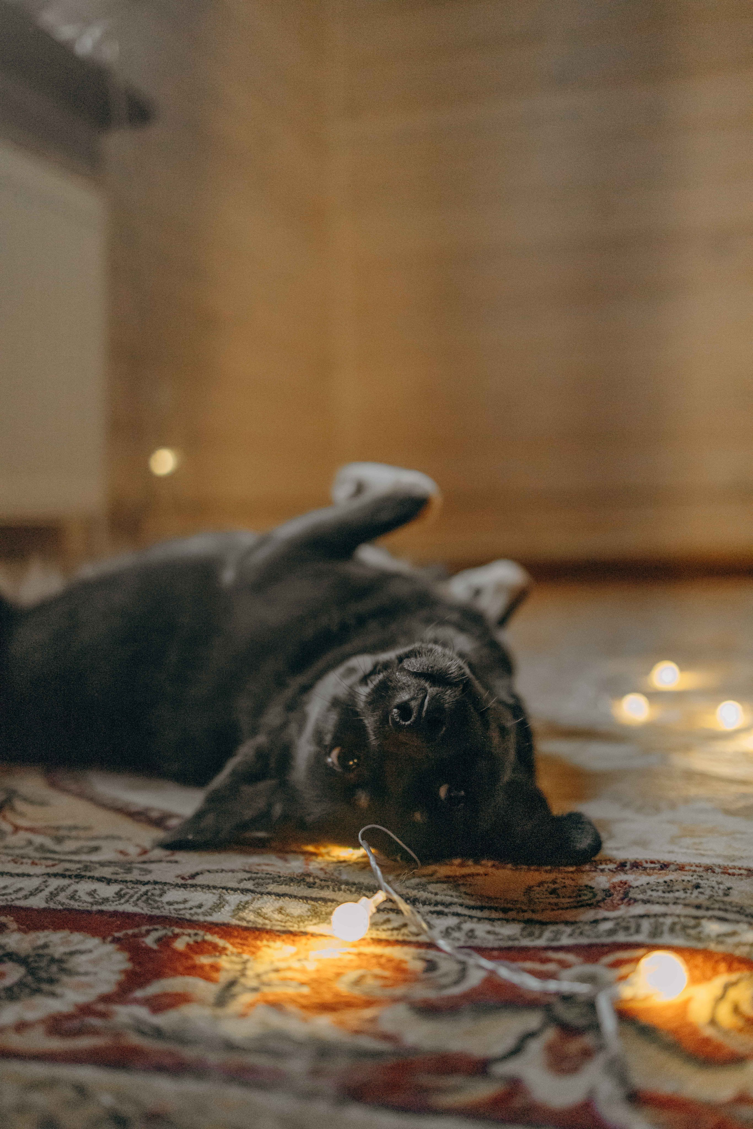 Передержка. Фотограф-анималист в Москве Лера Черноног