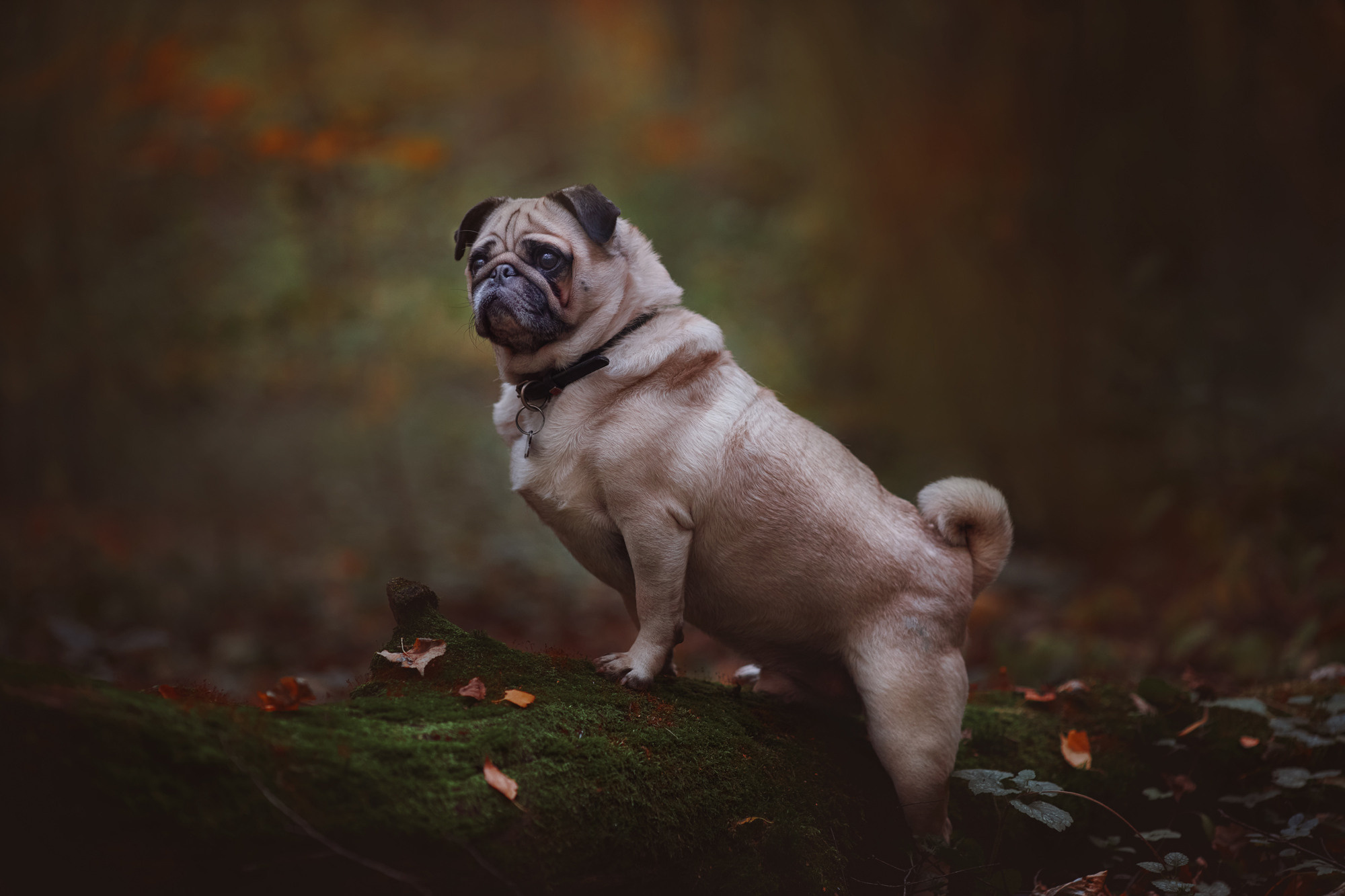 Уши, лапы, хвост. Yuliana Ra | Юлиана Ра