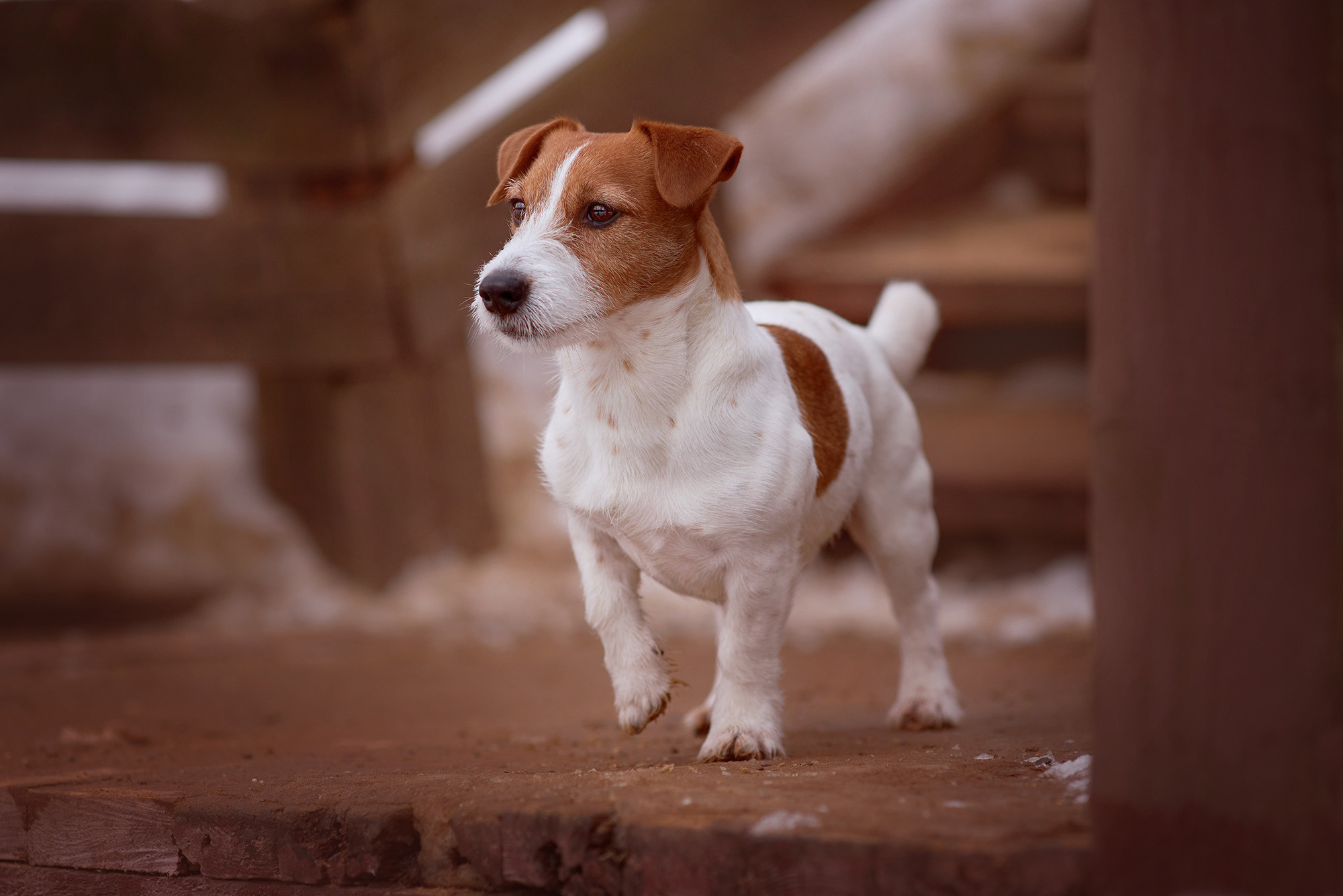 Уши, лапы, хвост. Yuliana Ra | Юлиана Ра