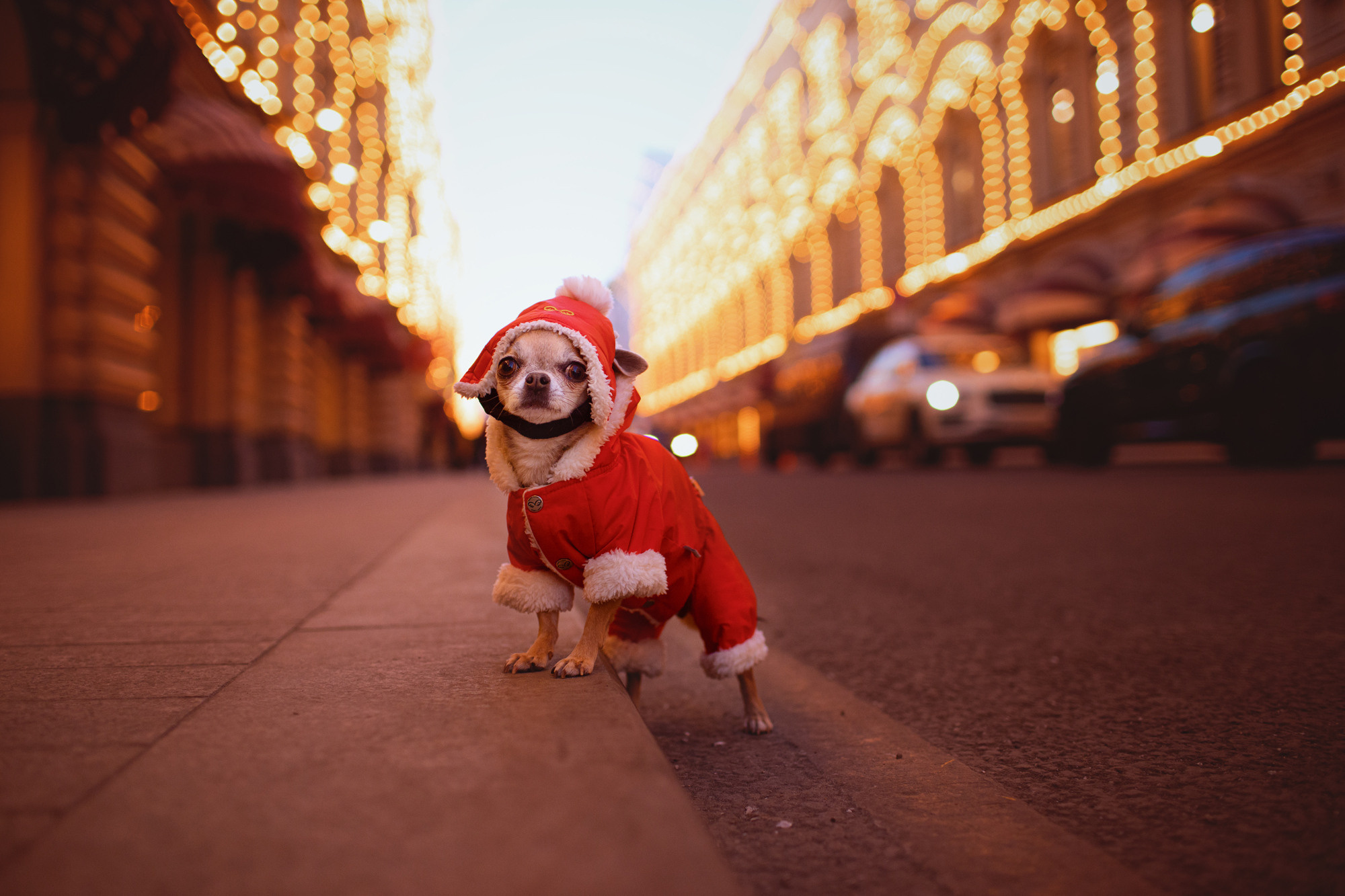 Уши, лапы, хвост. Yuliana Ra | Юлиана Ра