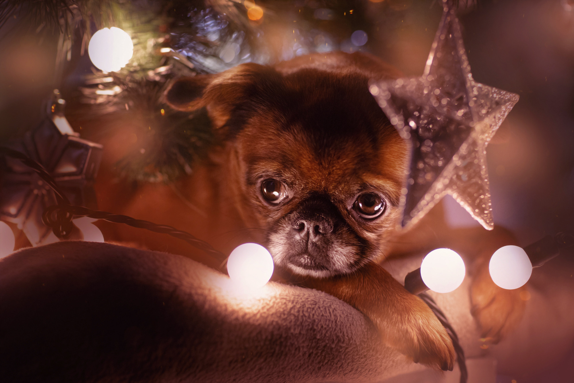 Уши, лапы, хвост. Yuliana Ra | Юлиана Ра