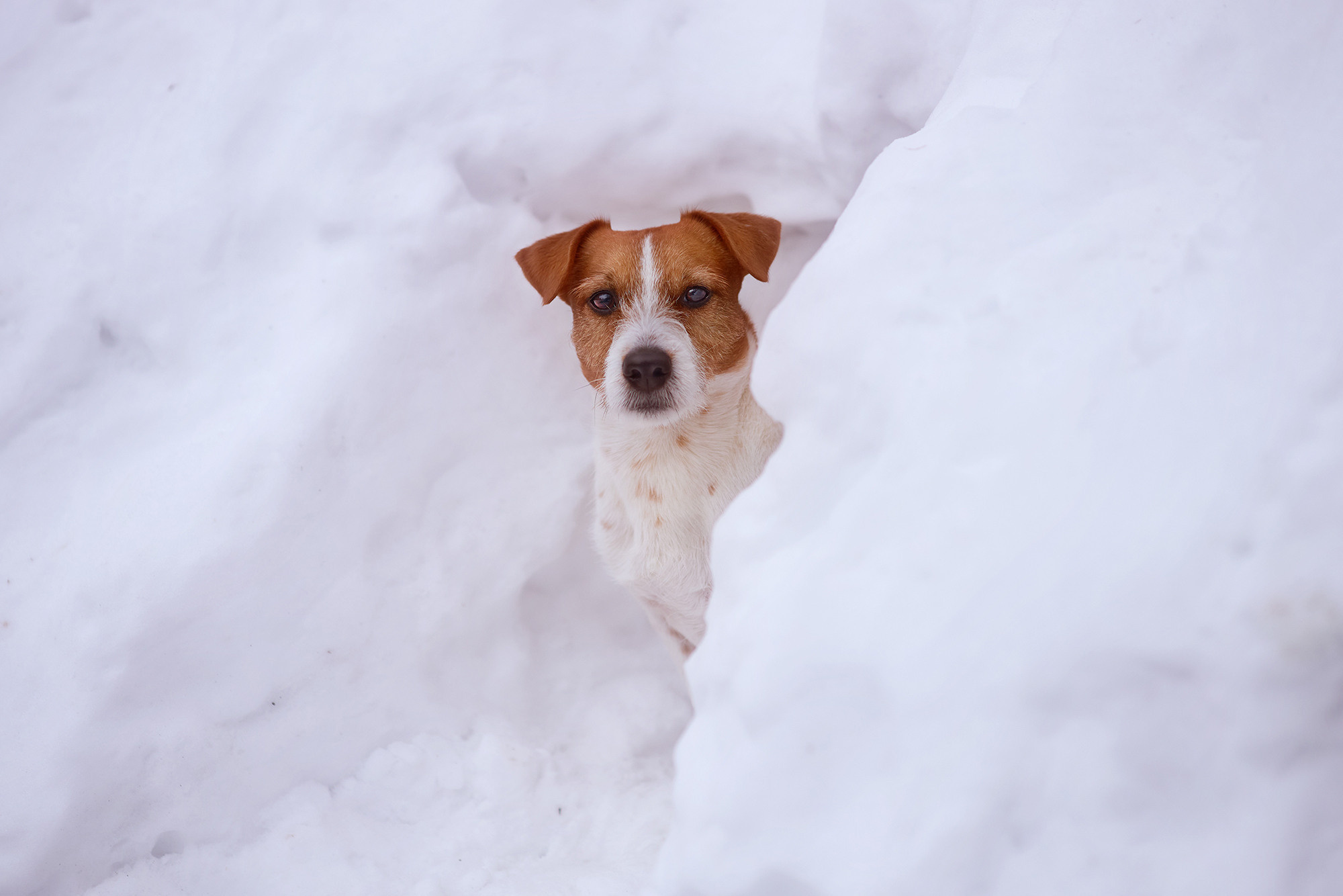 Уши, лапы, хвост. Yuliana Ra | Юлиана Ра