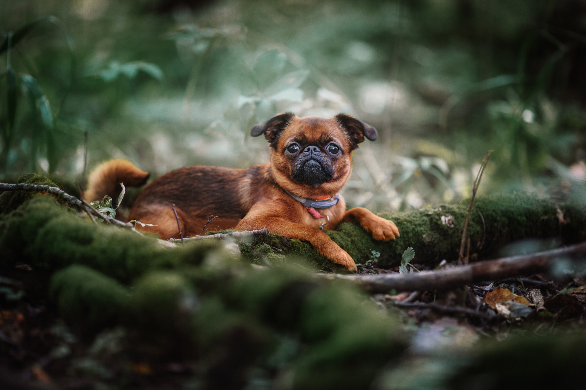 Уши, лапы, хвост. Yuliana Ra | Юлиана Ра